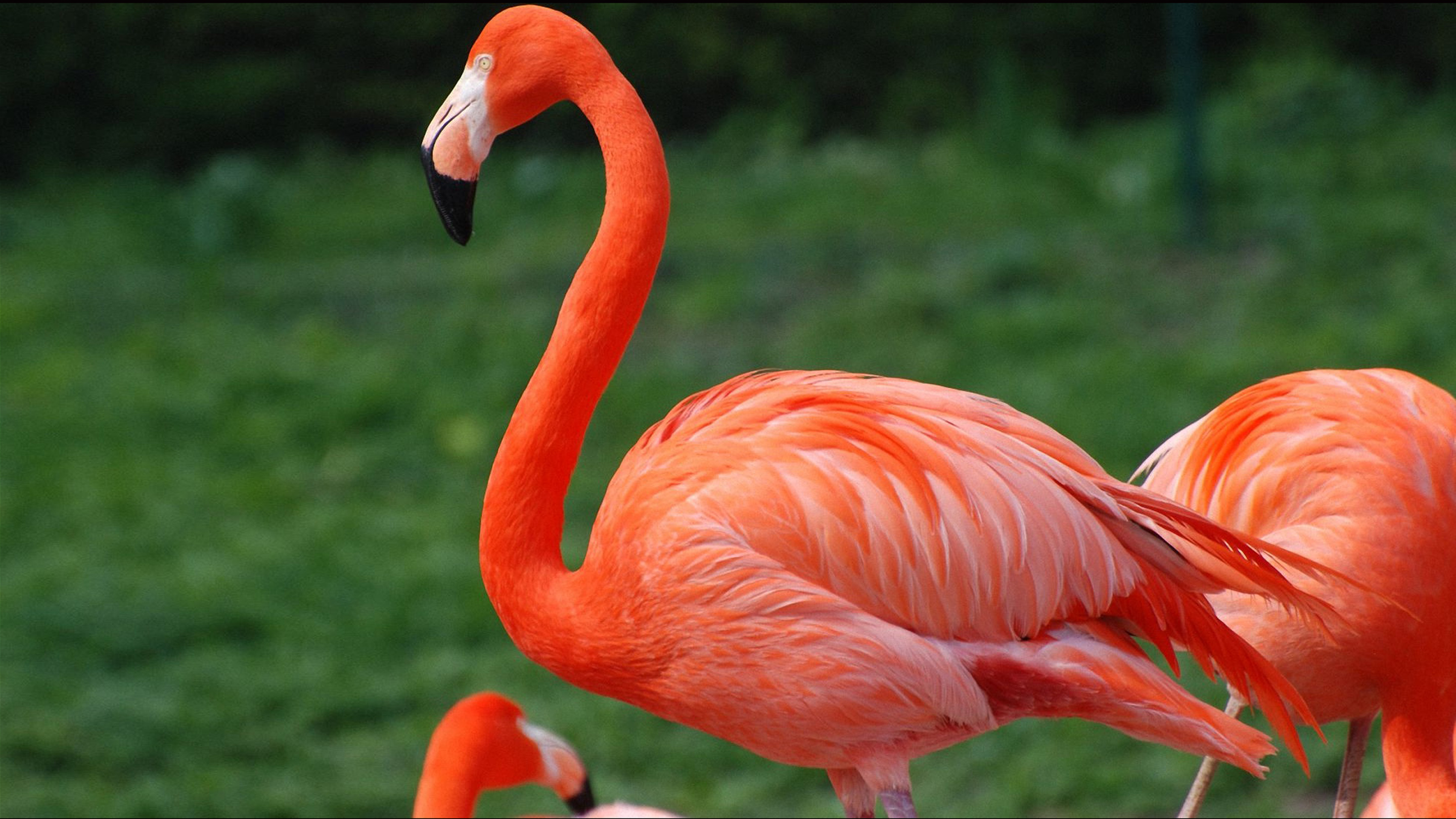 Red Flamingo Desktop Wallpaper Hd For Mobile Phones And Laptop ...