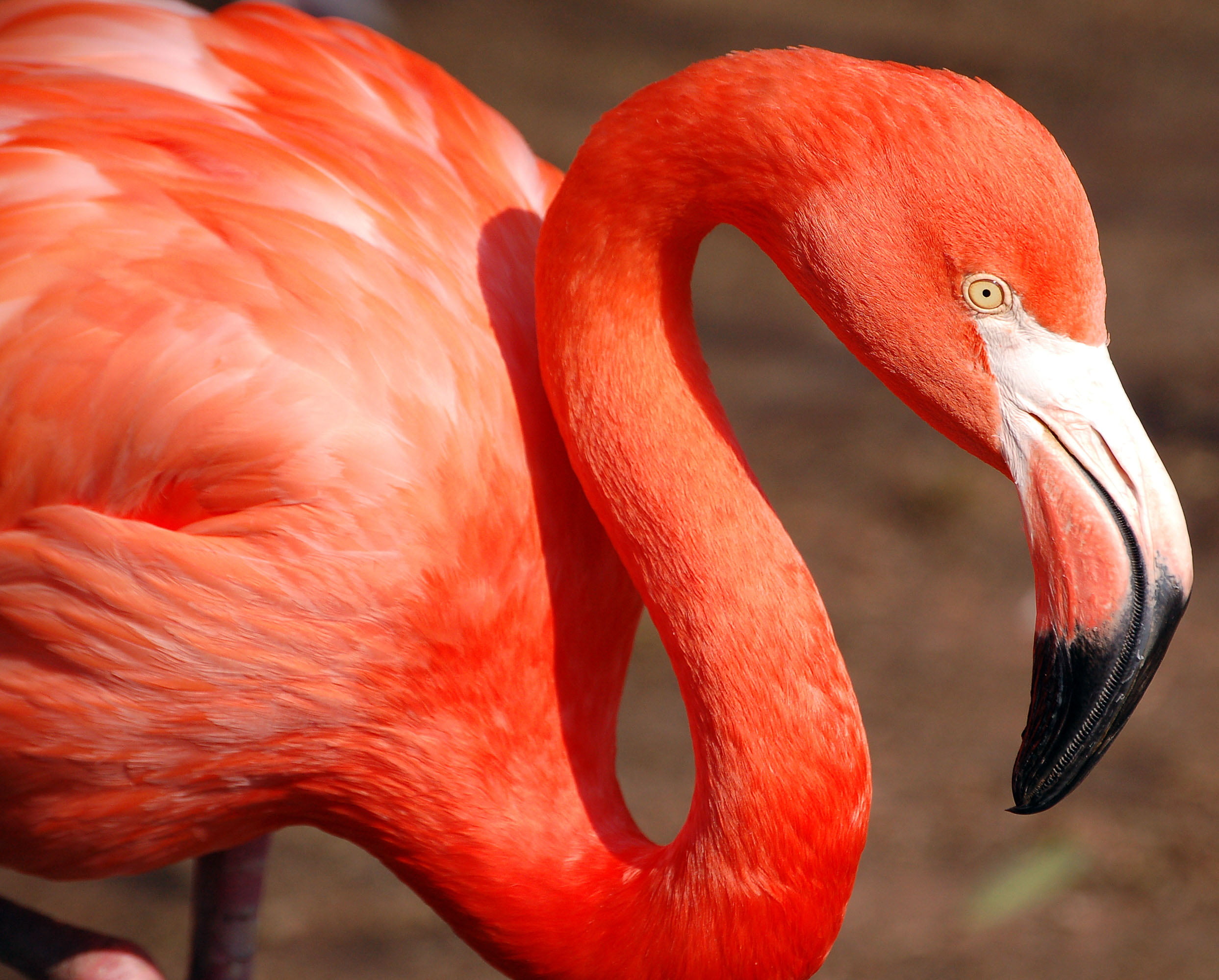 Red Flamingo close up photograph HD wallpaper | Wallpaper Flare