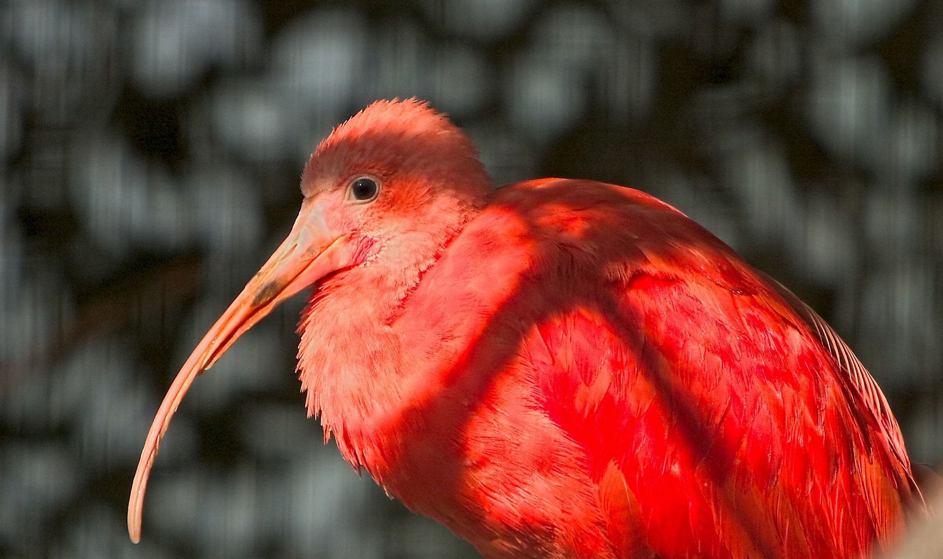 Red Flamingo - WallDevil