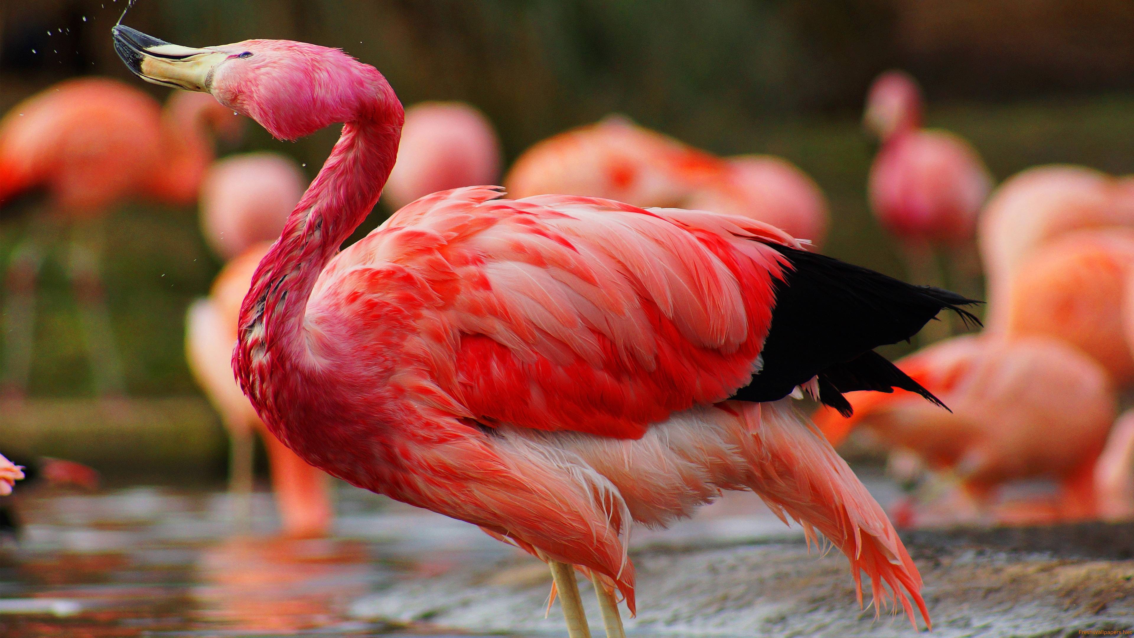 Red Flamingo wallpapers | Freshwallpapers