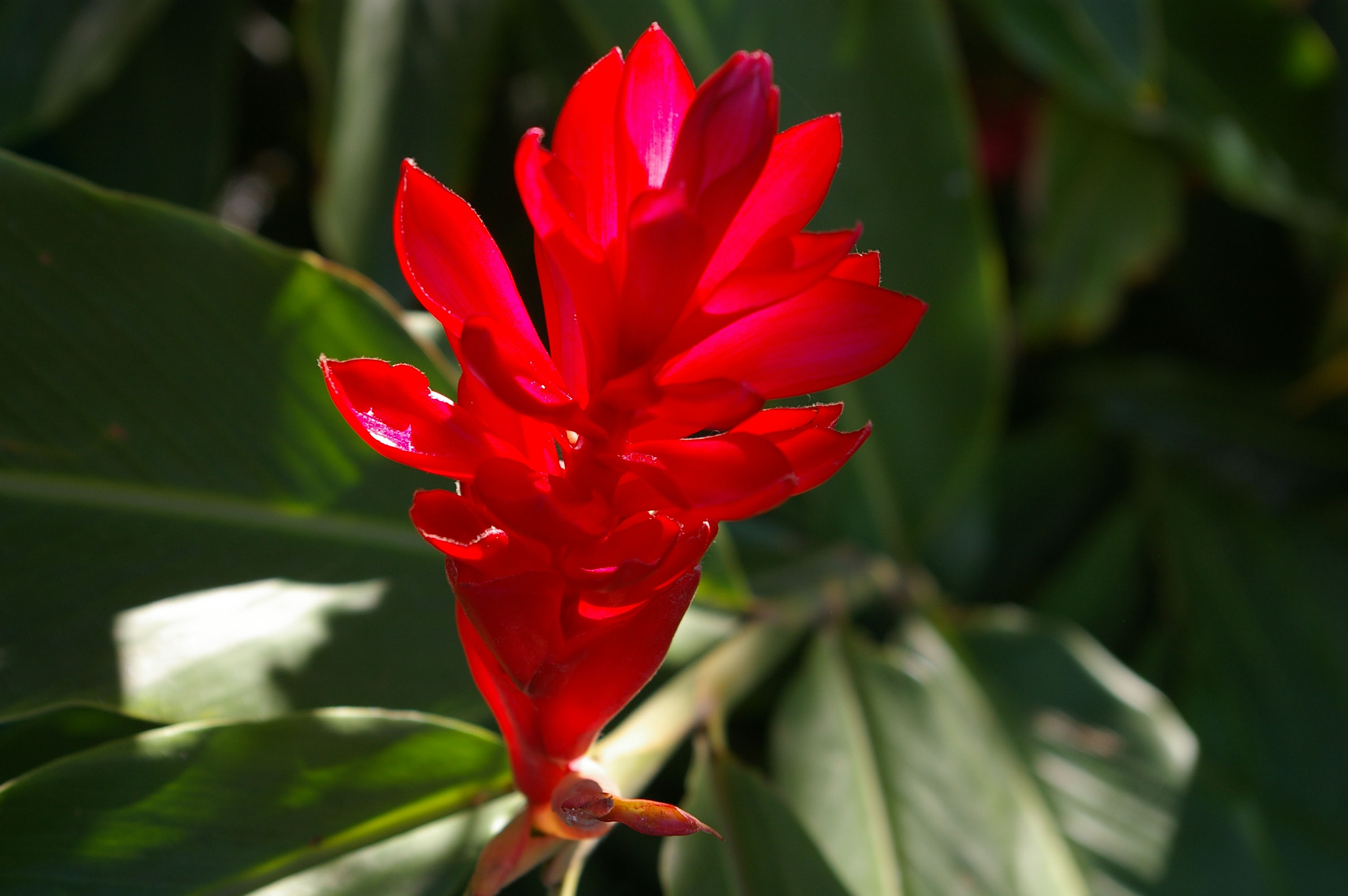 Red Flower | Mike's Look at Life