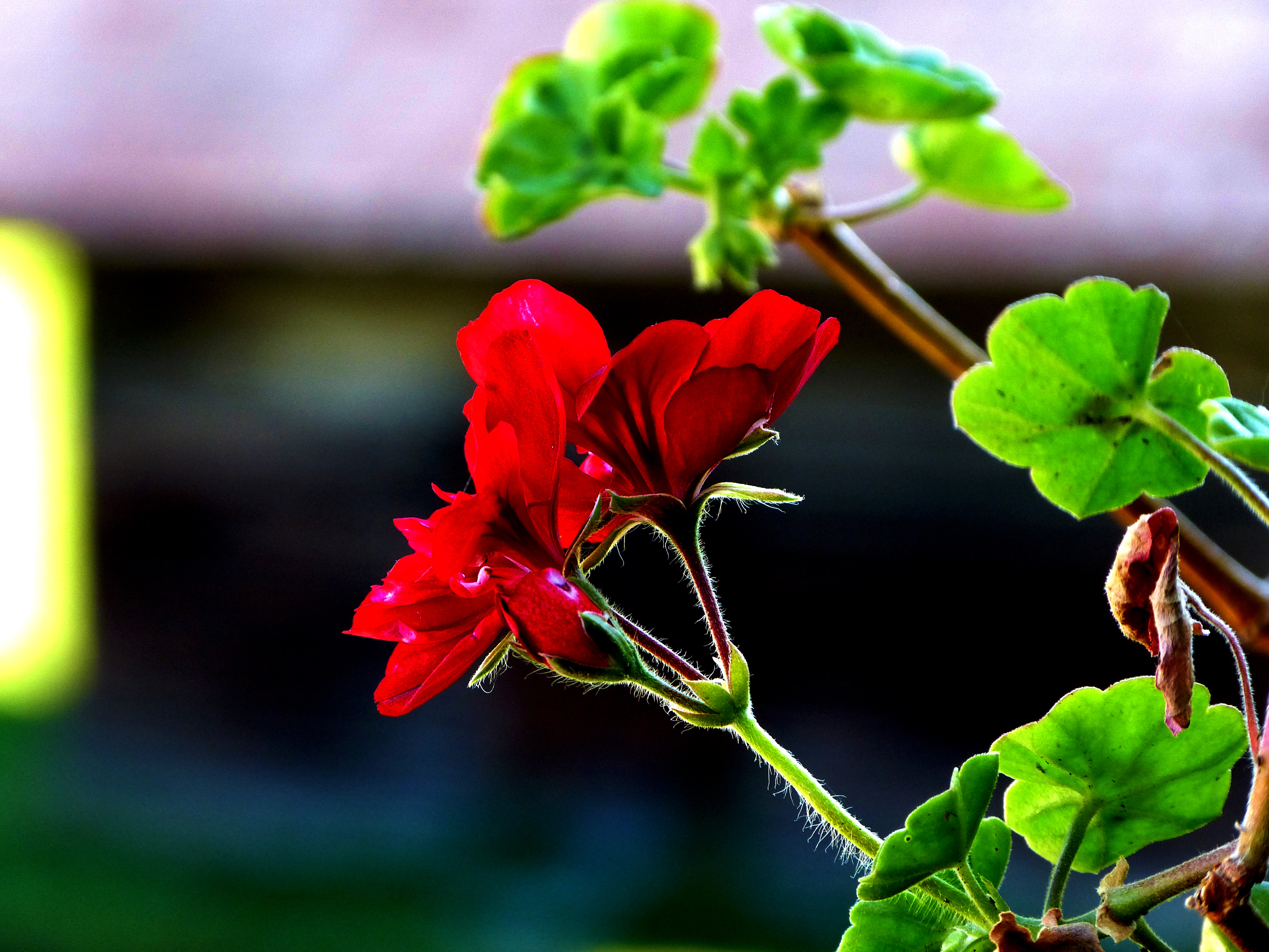 Red flower photo