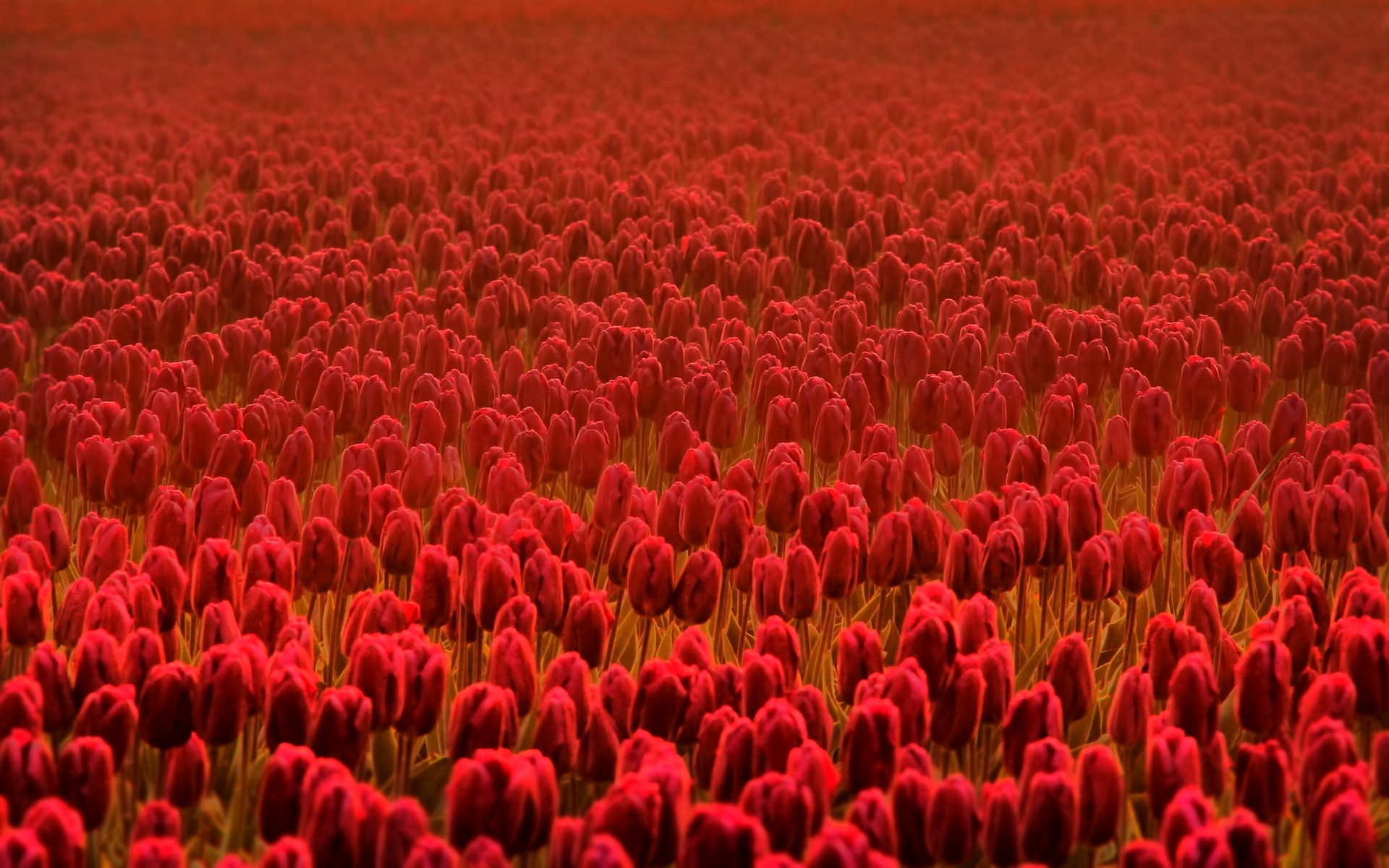 Flower: SPRING SPIRIT Flowers Tulips Field Red Flower Garden Desktop ...