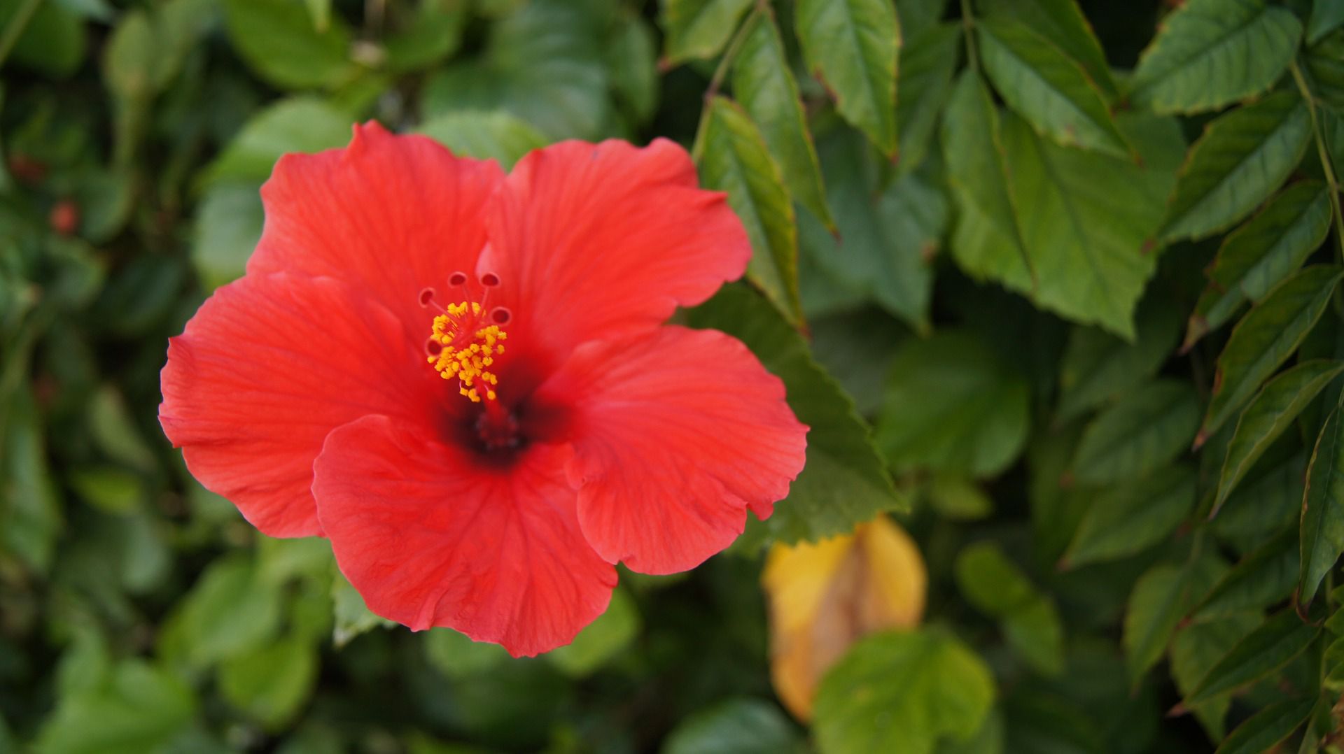 Include Red Flowers in Your Plant Selection