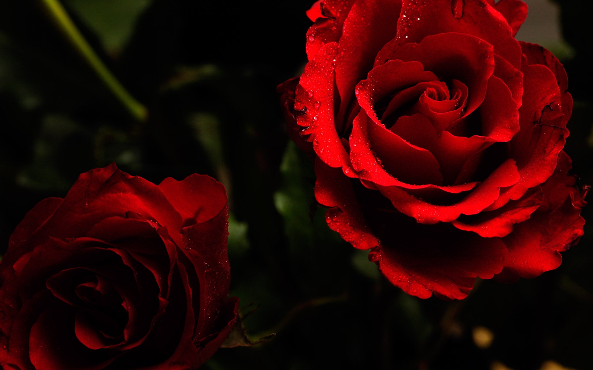 Flowers: Red Flower Rose Fantasy Roses Wallpapers For Desktop Free ...