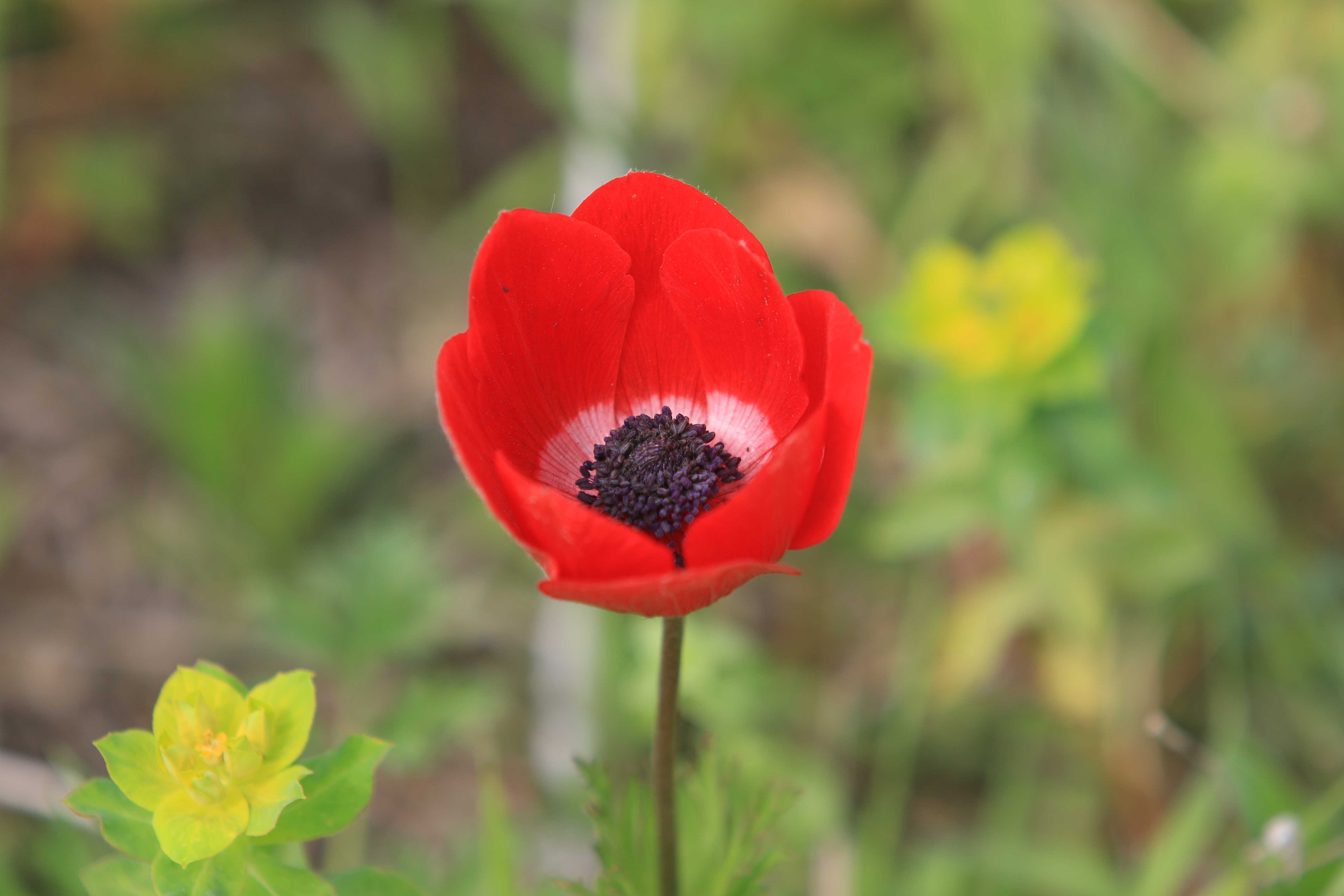 Anemone Coronaria, Poppy Anemone Red Flower - Kopel Photography