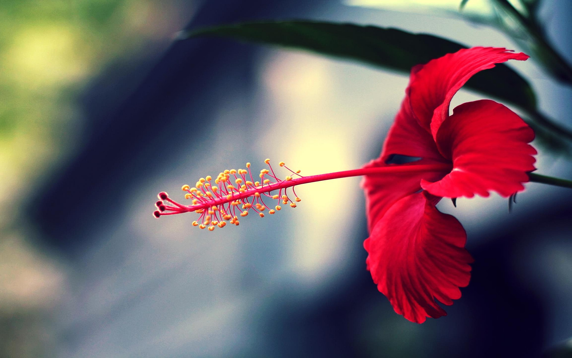 Red Flower – WeNeedFun