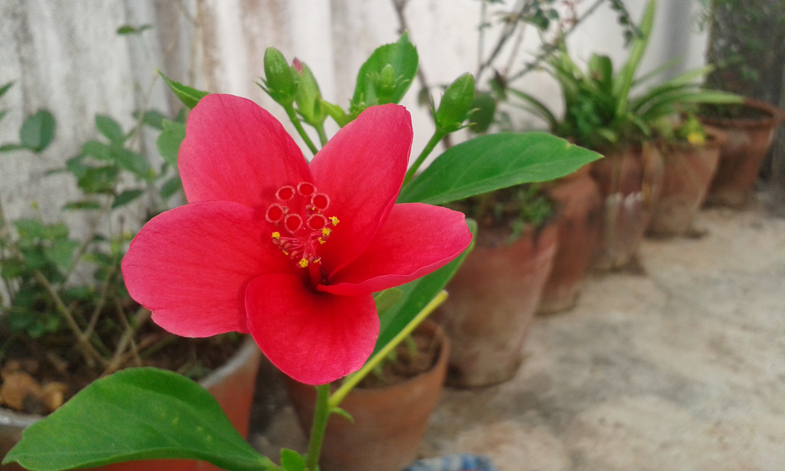 Red flower photo