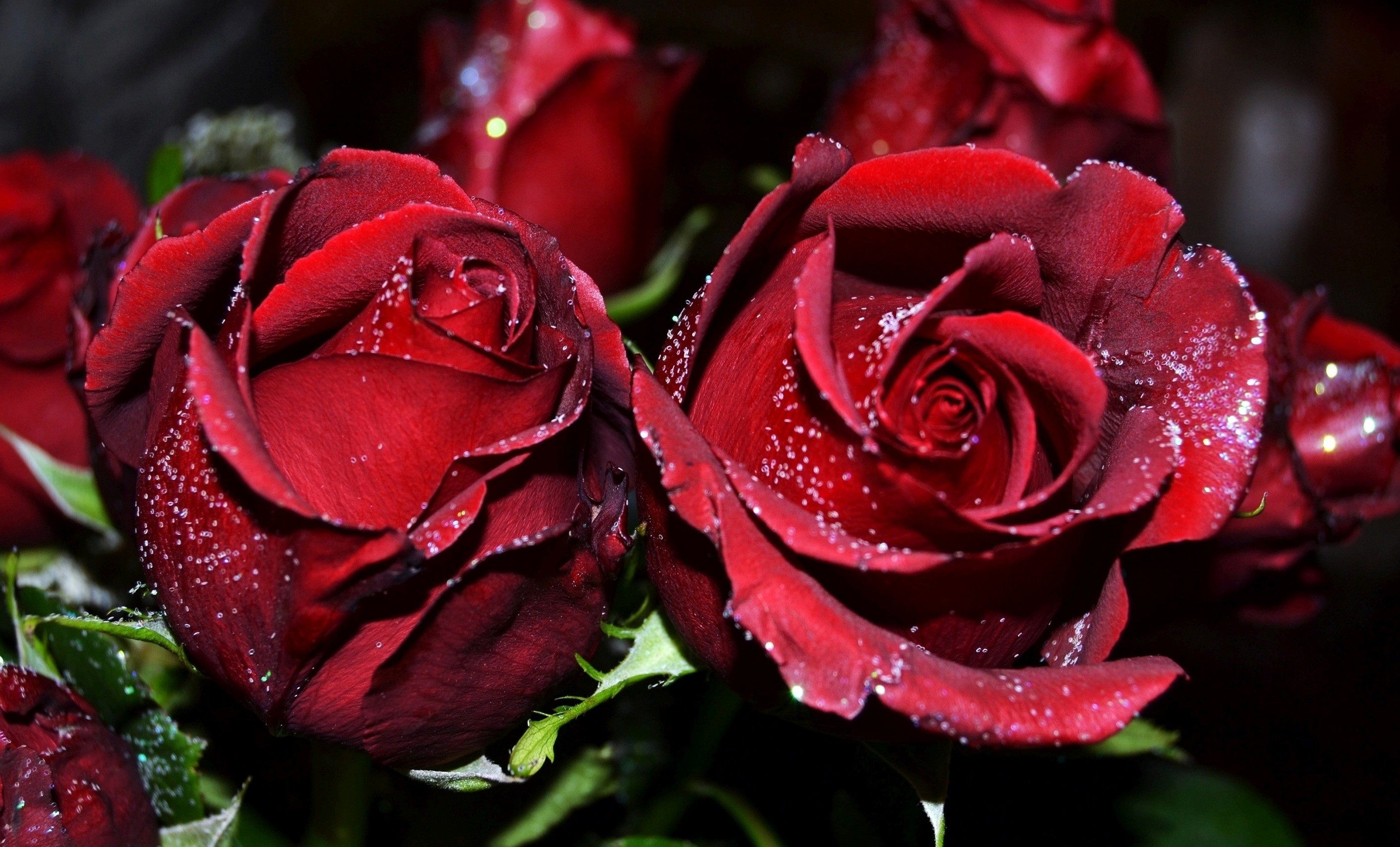 Flower: Red Rose Flowers Wallpaper Flower Free Download HD 16:9 High ...
