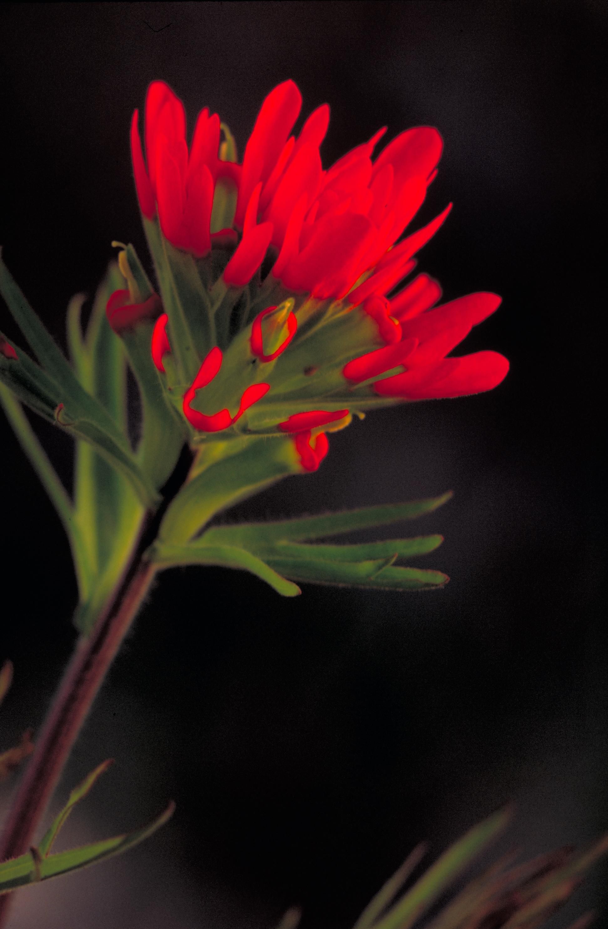 Free picture: Indian, paintbrush, red flower