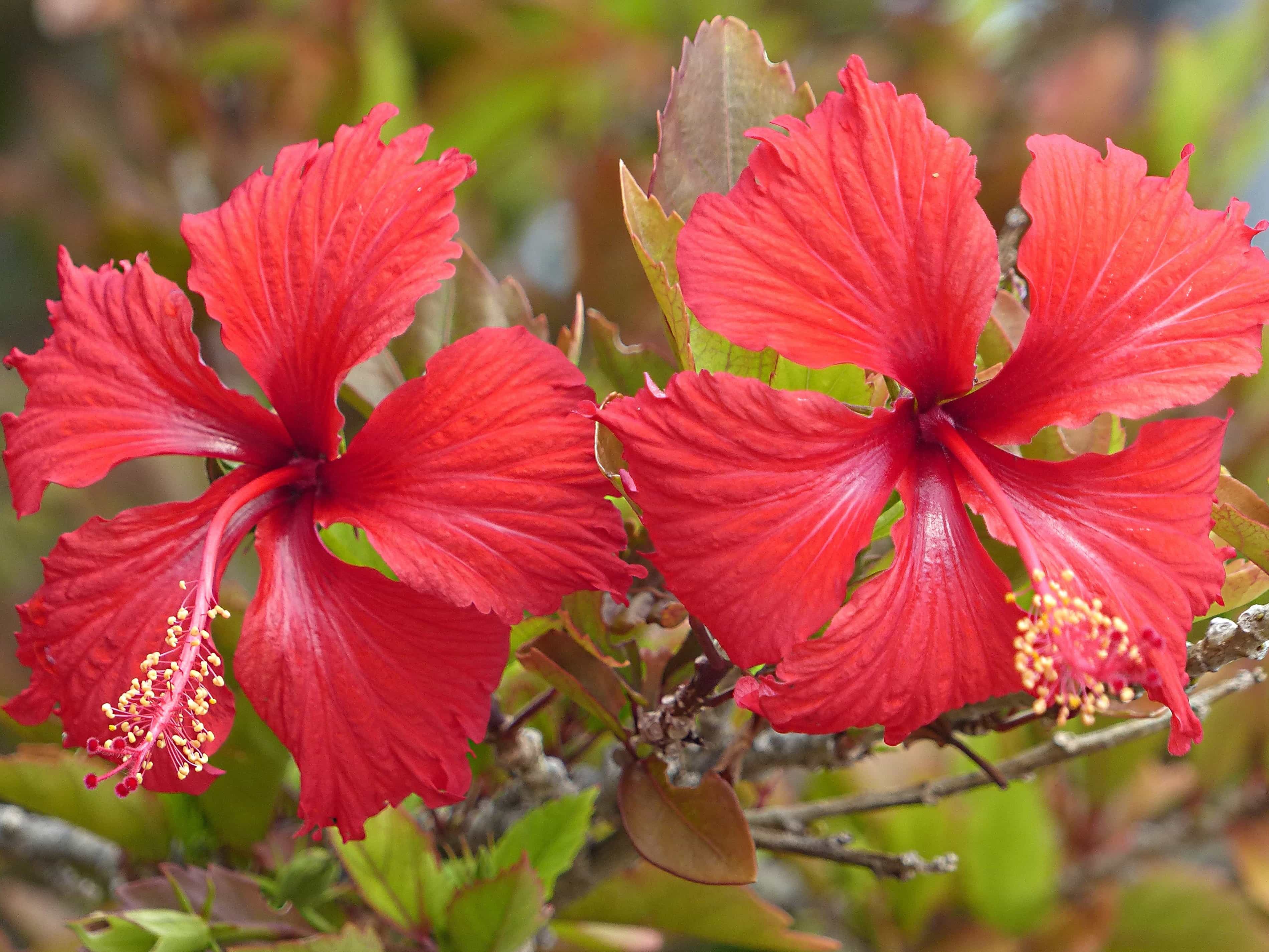 Free picture: hibiscus, flora, beautiful, nature, red flower, summer ...