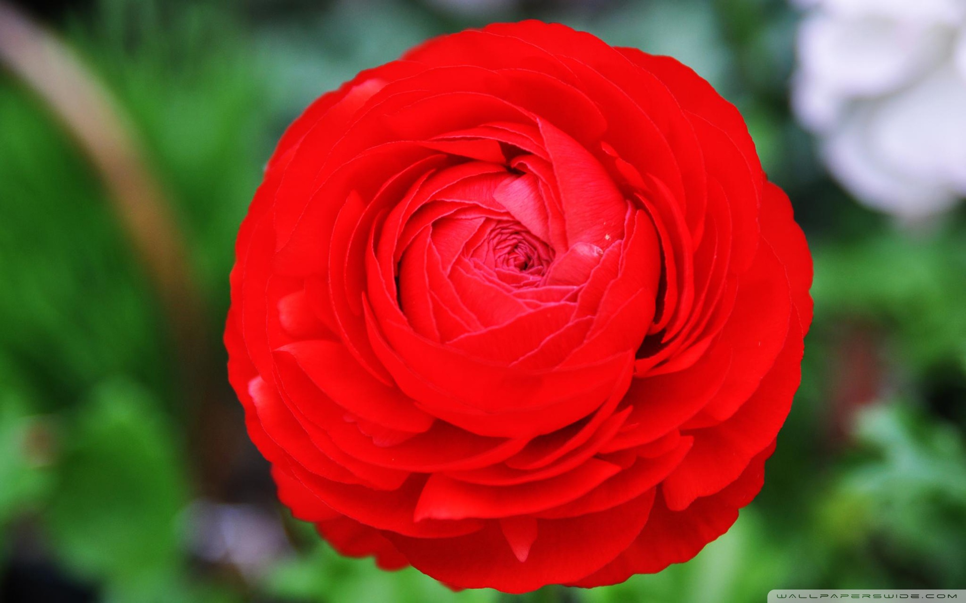 High Quality Red Flower Wallpaper | Full HD Pictures