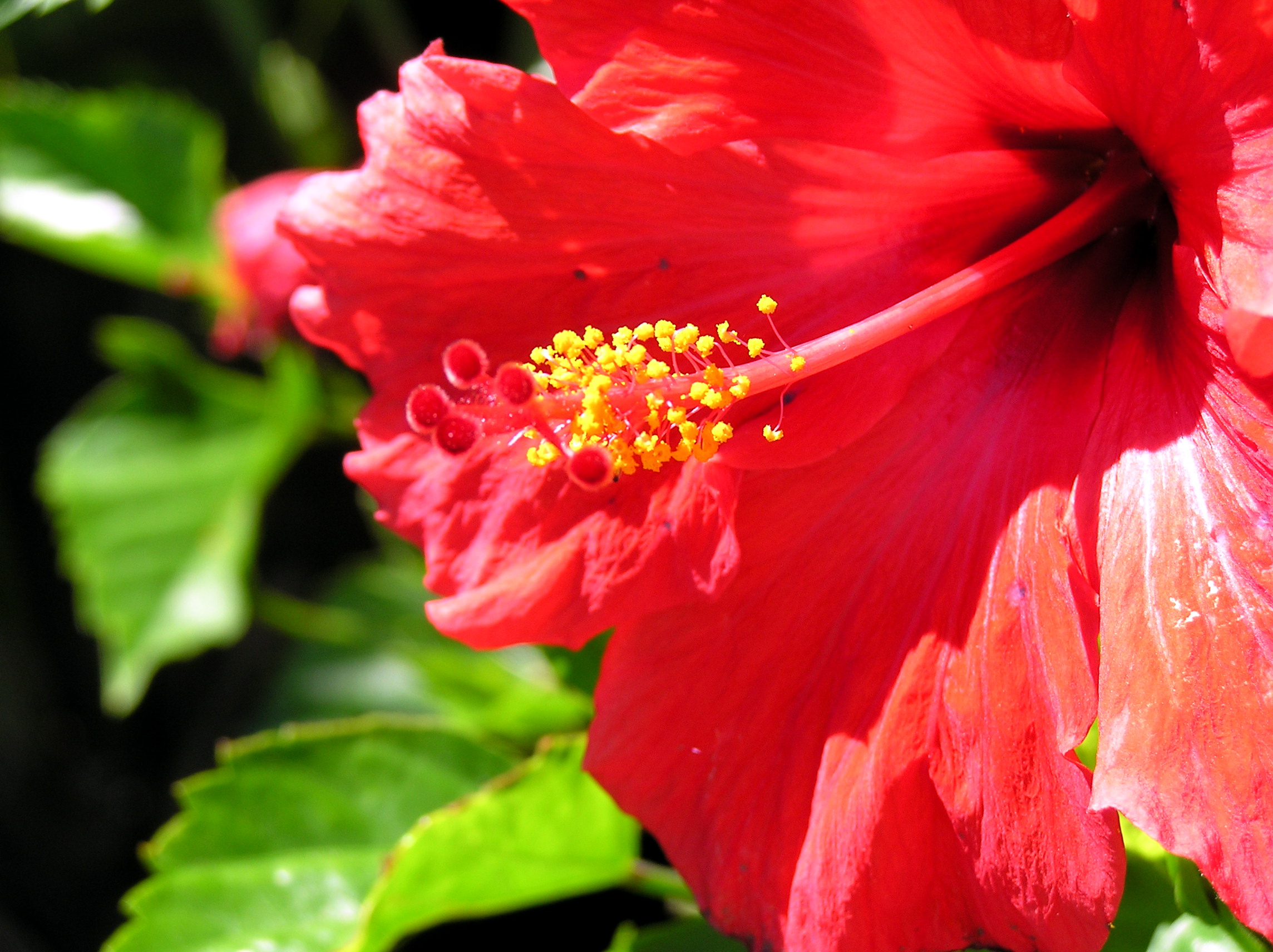 File:Red flower open.jpg - Wikimedia Commons