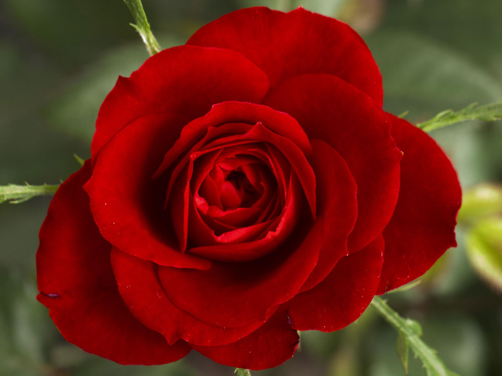 Red Flower Pictures HD Wallpapers | Backgrounds