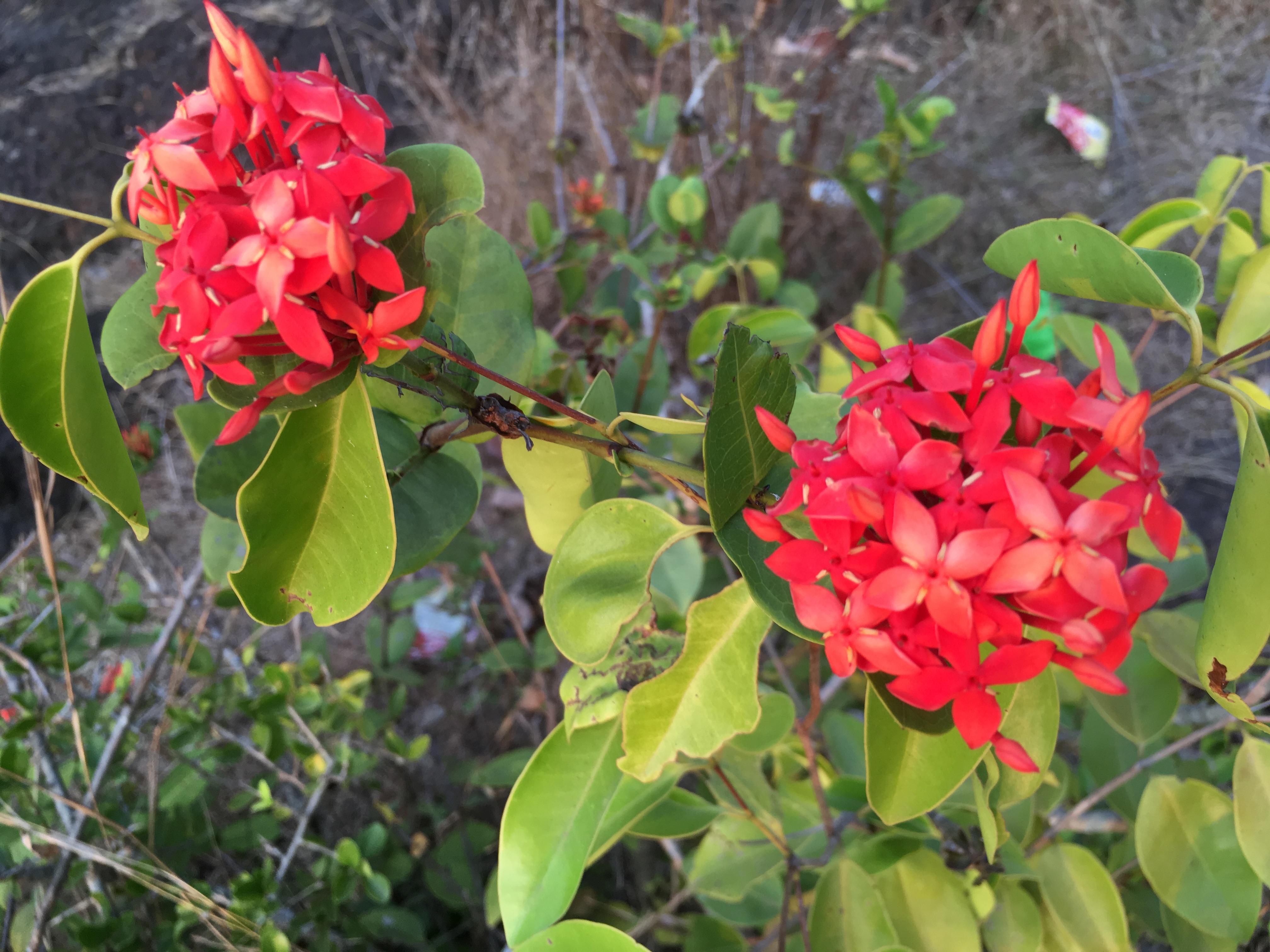 What is this red flower found in Asia? | Snaplant.com