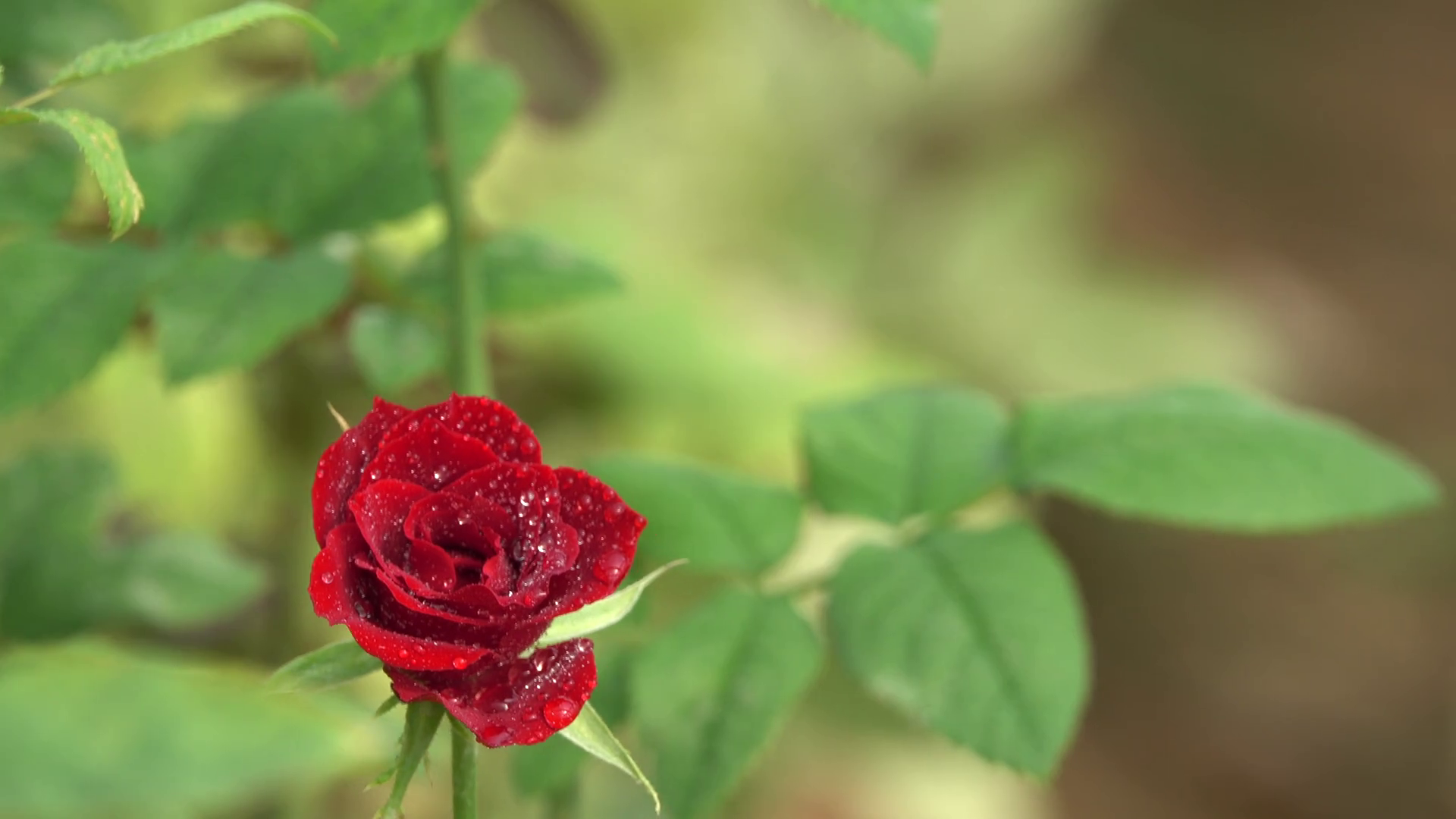 Beautiful Red Rose Flower Bud with Water Drops 4K Nature Footage ...