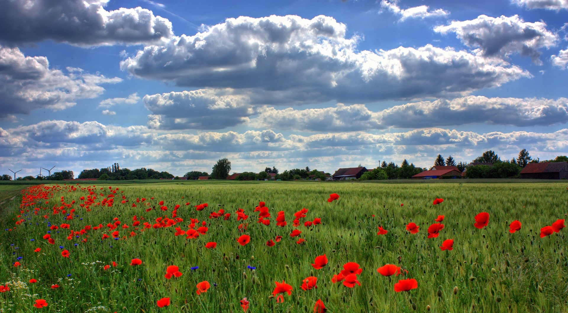 Red flower fields during daytime photo