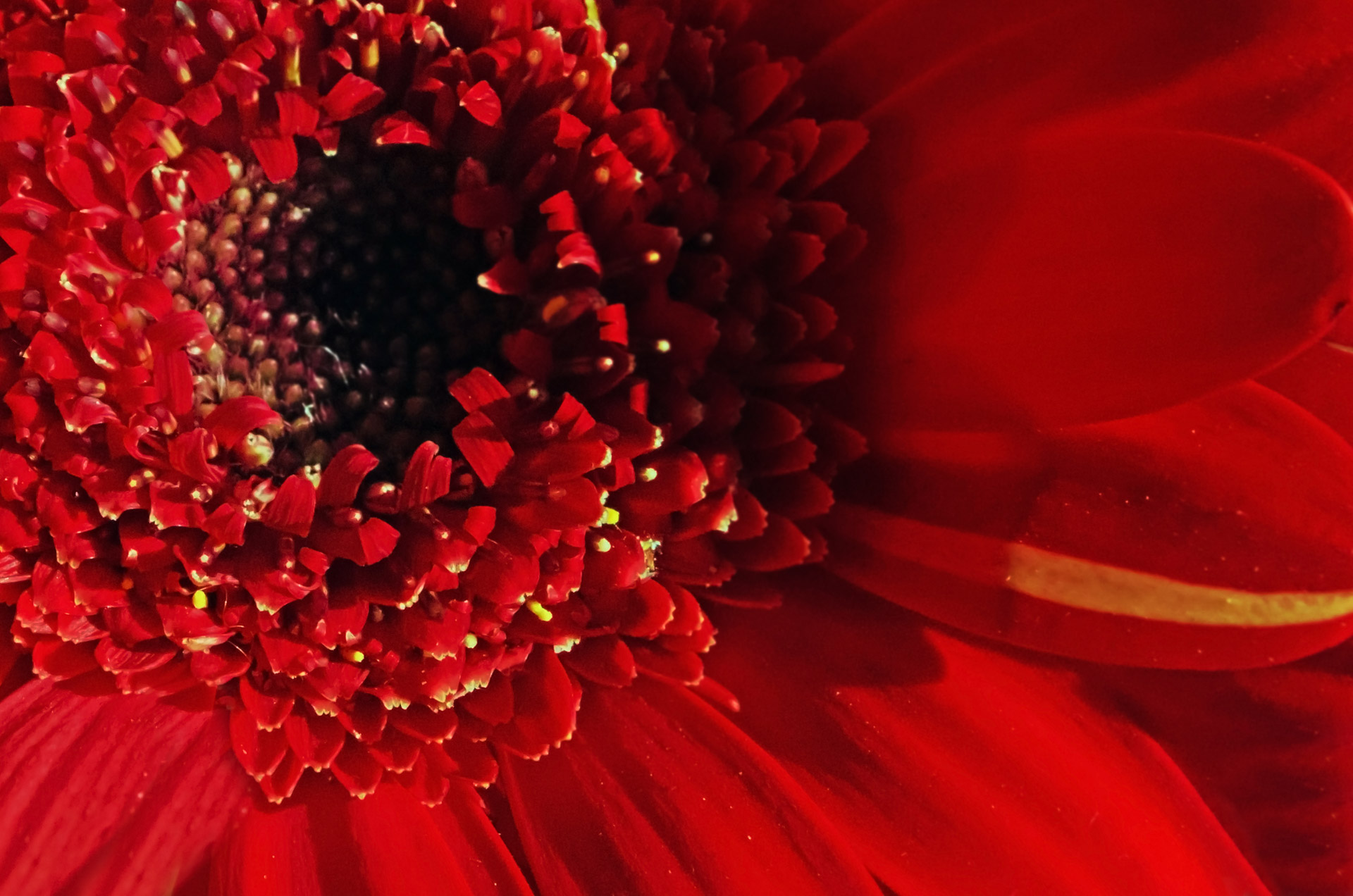 Red Flower - Macro Free Stock Photo - Public Domain Pictures