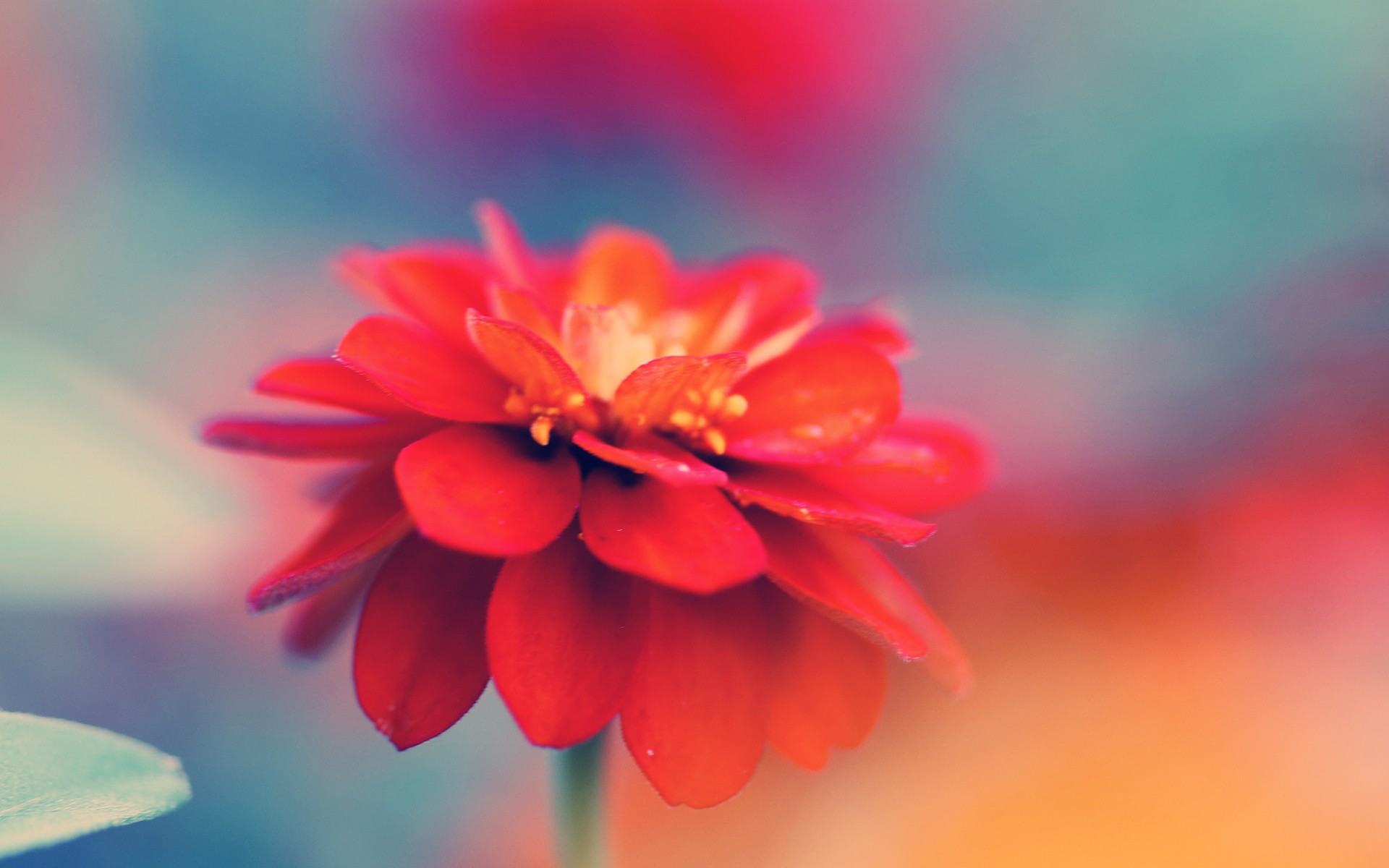 Red Mao Flower Macro Stock Photos Wallpaper Of Smartphone Hd Images ...