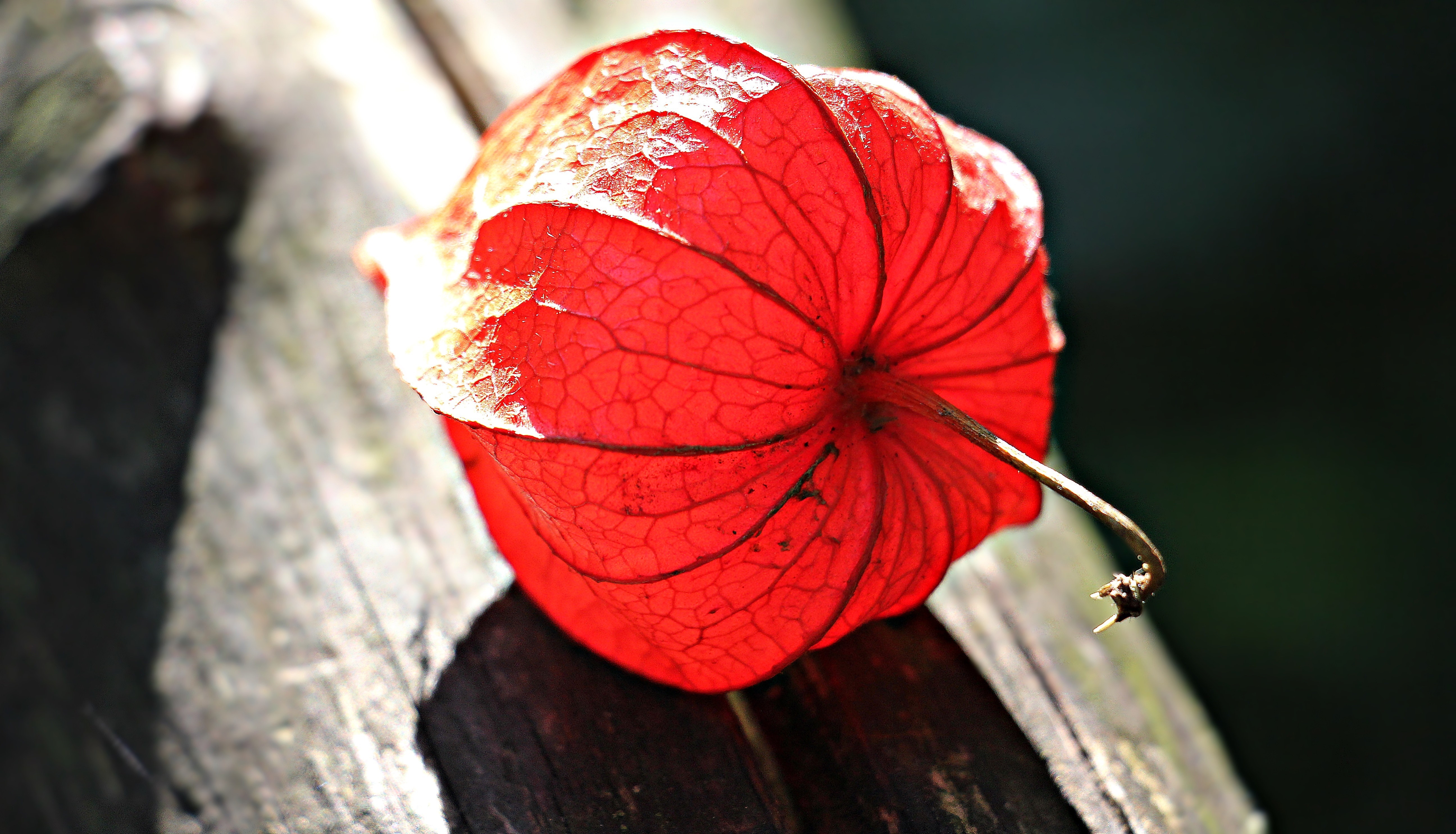 Red Flower on Gray Wooden Plank, Beautiful, Garden, Sunlight, Summer, HQ Photo