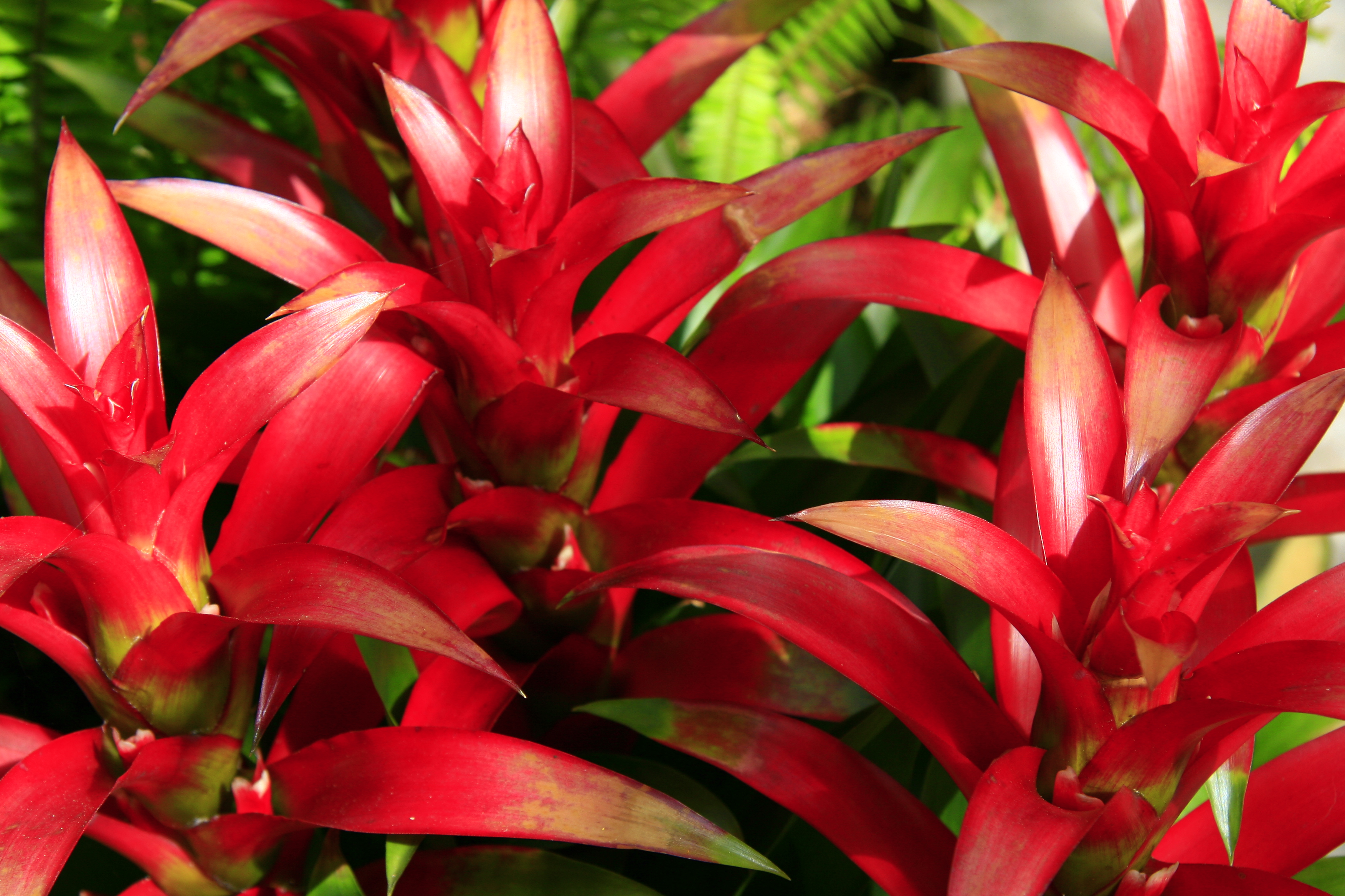Red plants photo