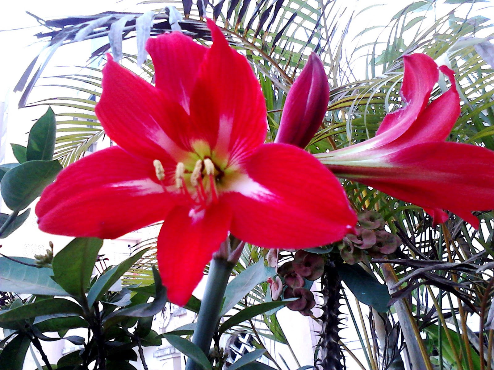 Garden Care Simplified: Big Amaryllis Red Lily Flowering Plant Tips