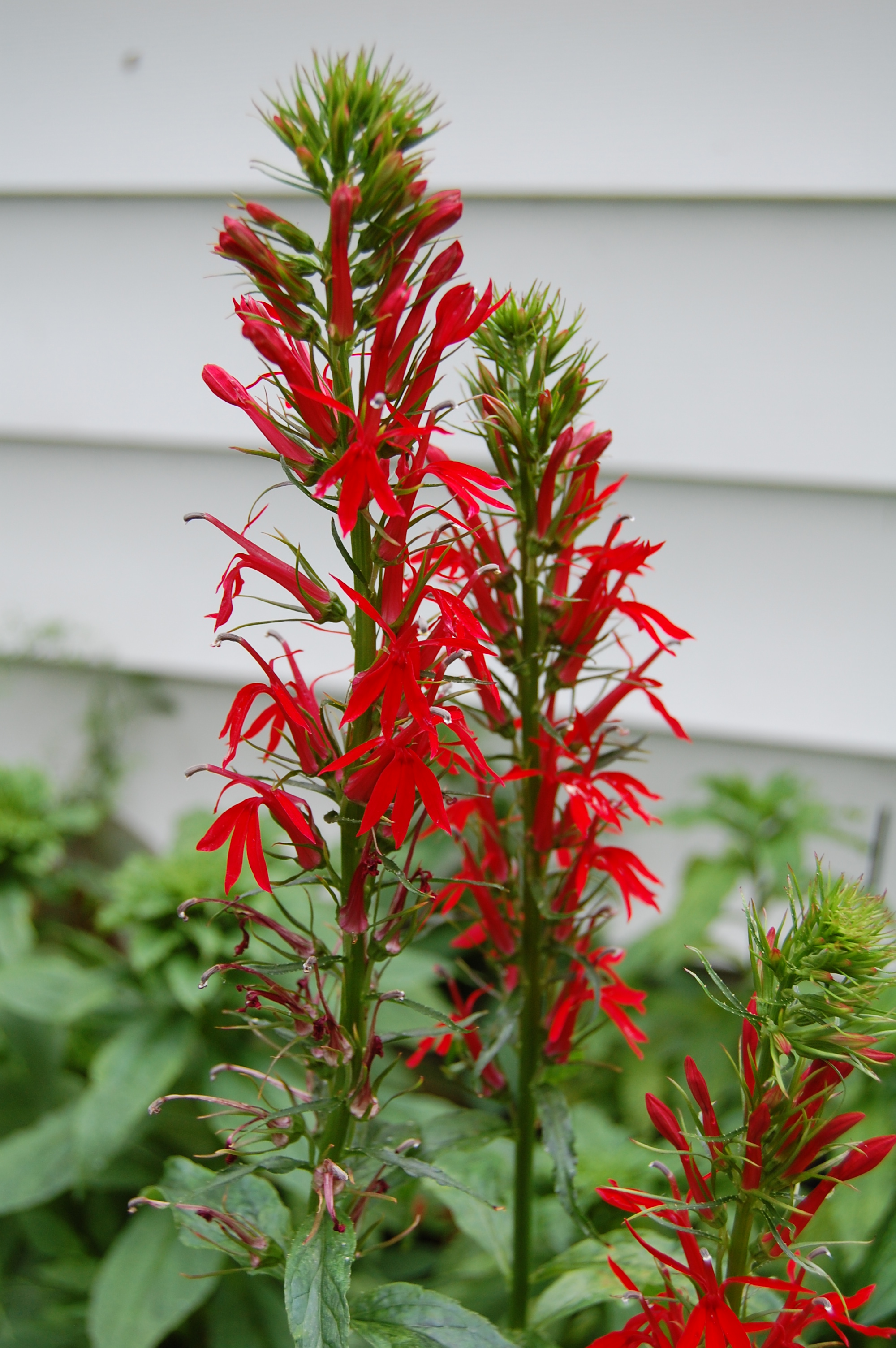 My Favorite Plants for Attracting Hummingbirds – gardeninacity