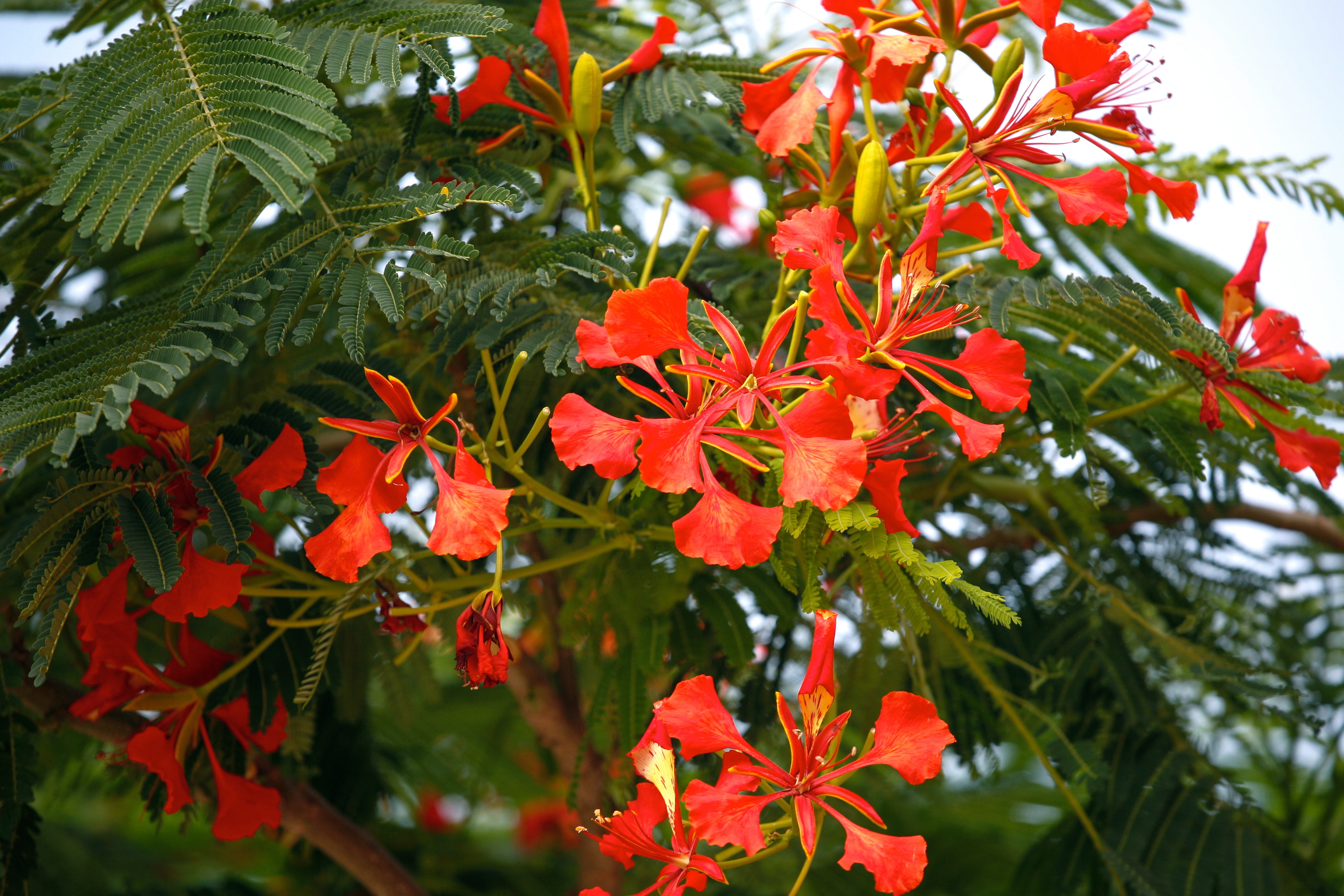 File:Red Flowering Tree Huacachina (7136493787).jpg - Wikimedia Commons