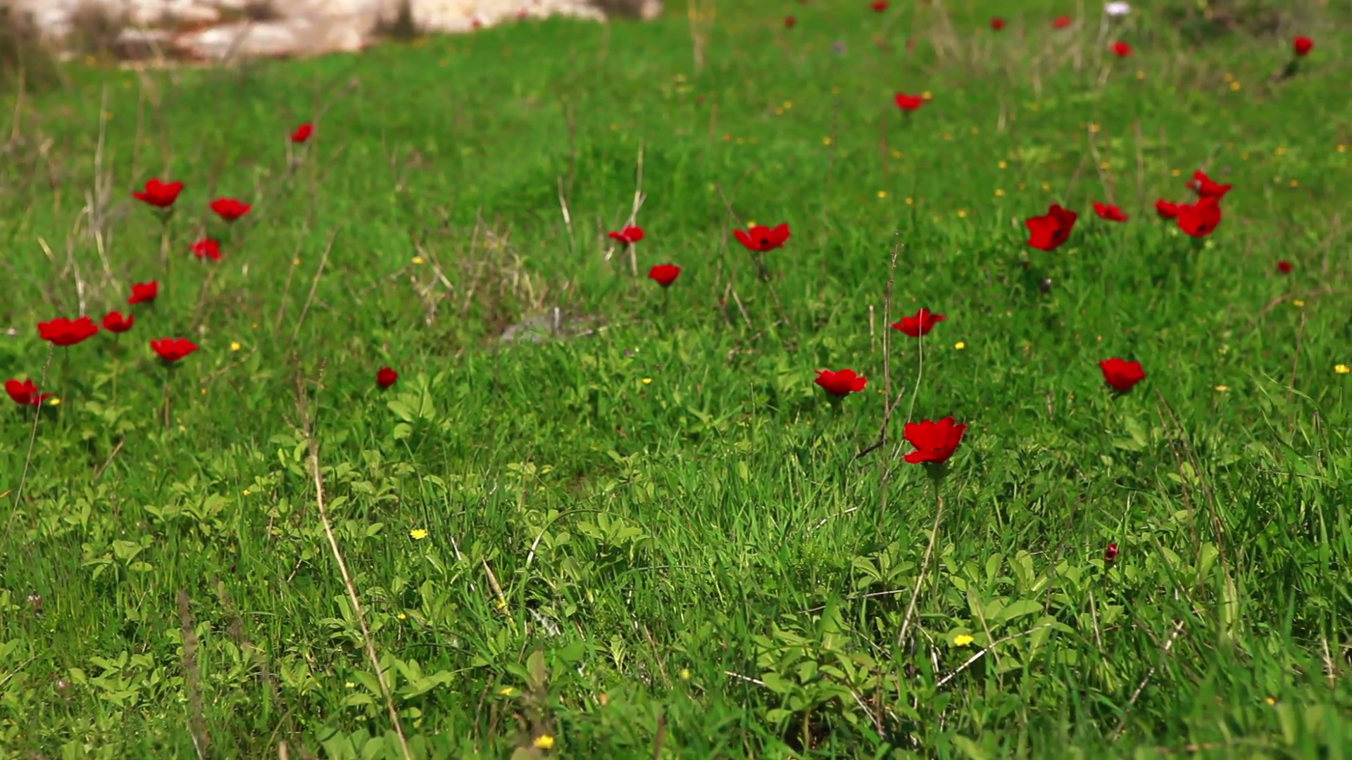 Grass with Red Flowers 2 Stock Video Footage - Videoblocks