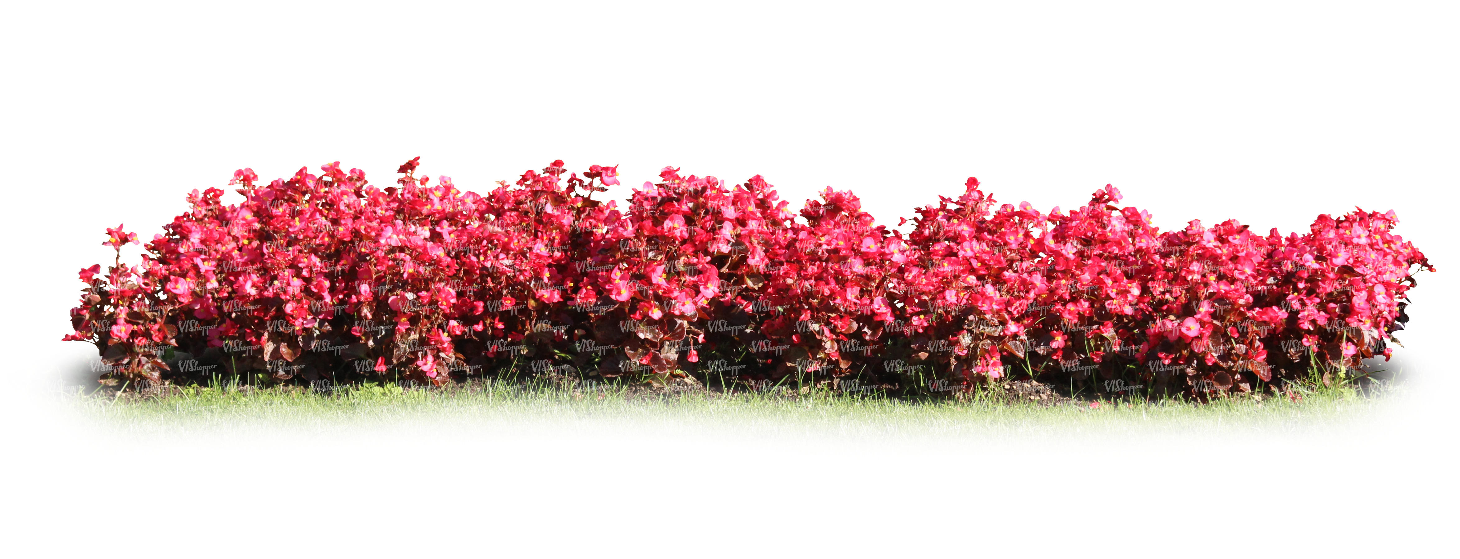 row of blooming red flowers - cut out trees and plants - VIShopper