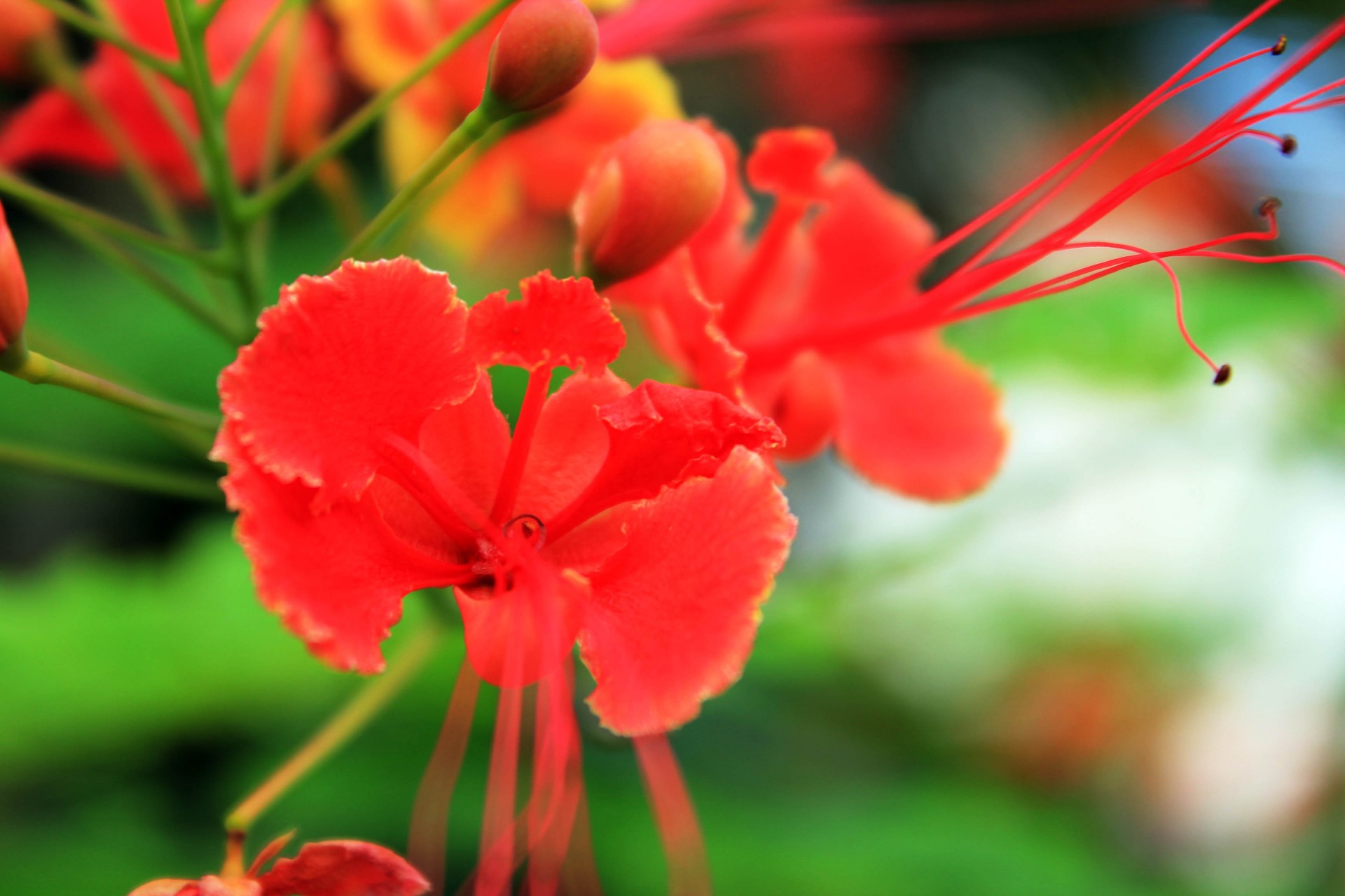 Red Flowers Free Stock Photo - Public Domain Pictures