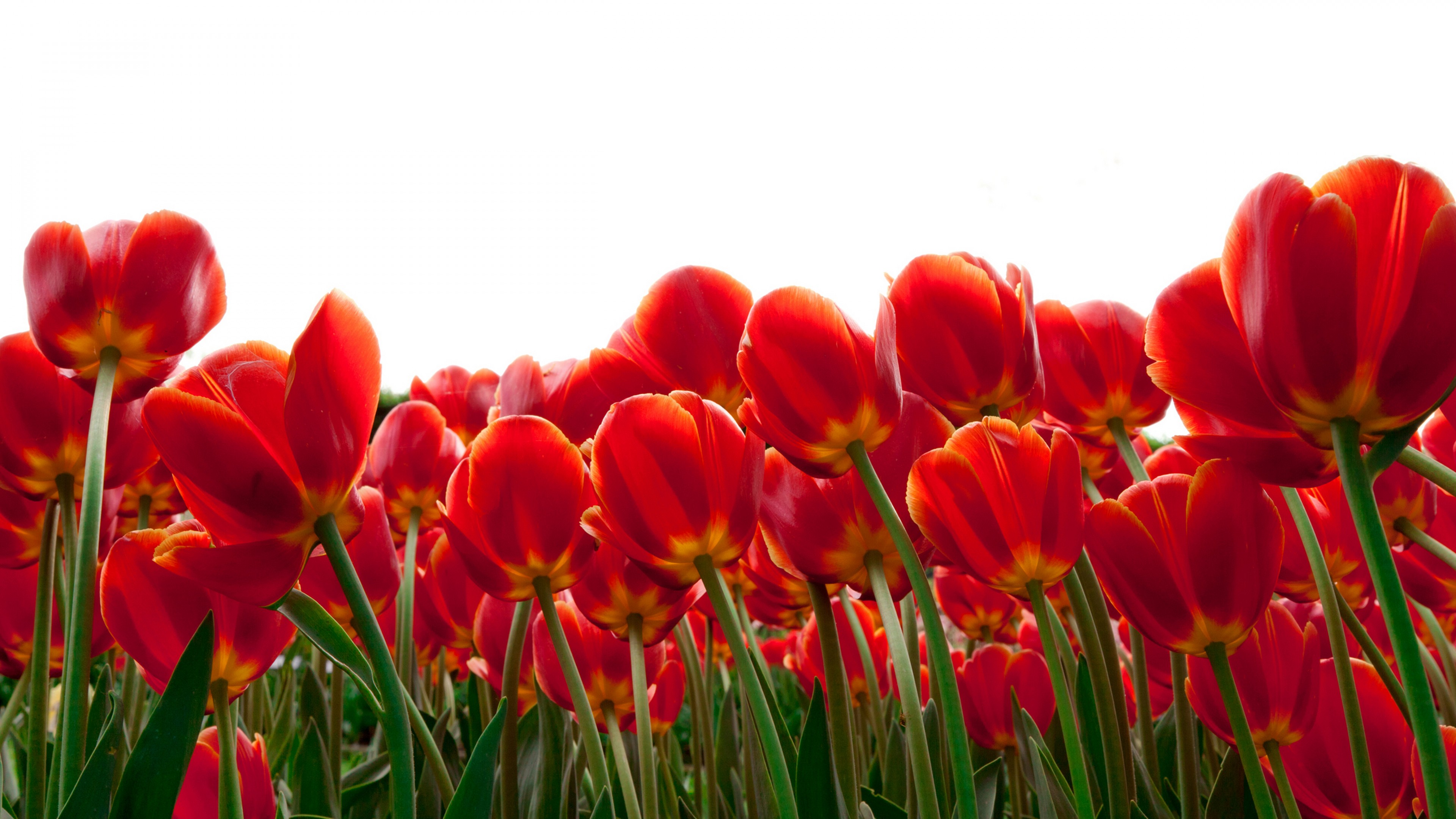 Wallpaper Tulips, Red flowers, HD, 4K, Flowers, #5534