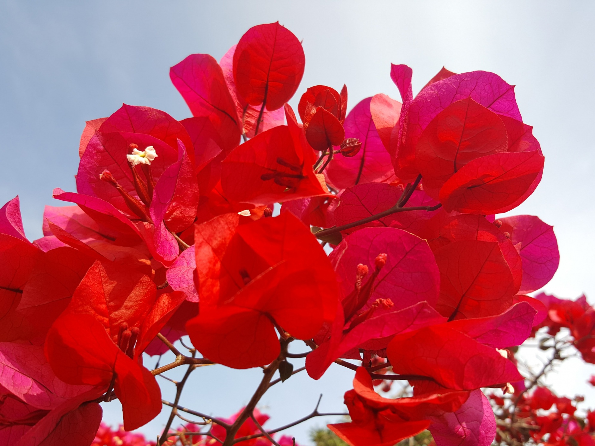 Beautiful Red Flowers Free Stock Photo - Public Domain Pictures
