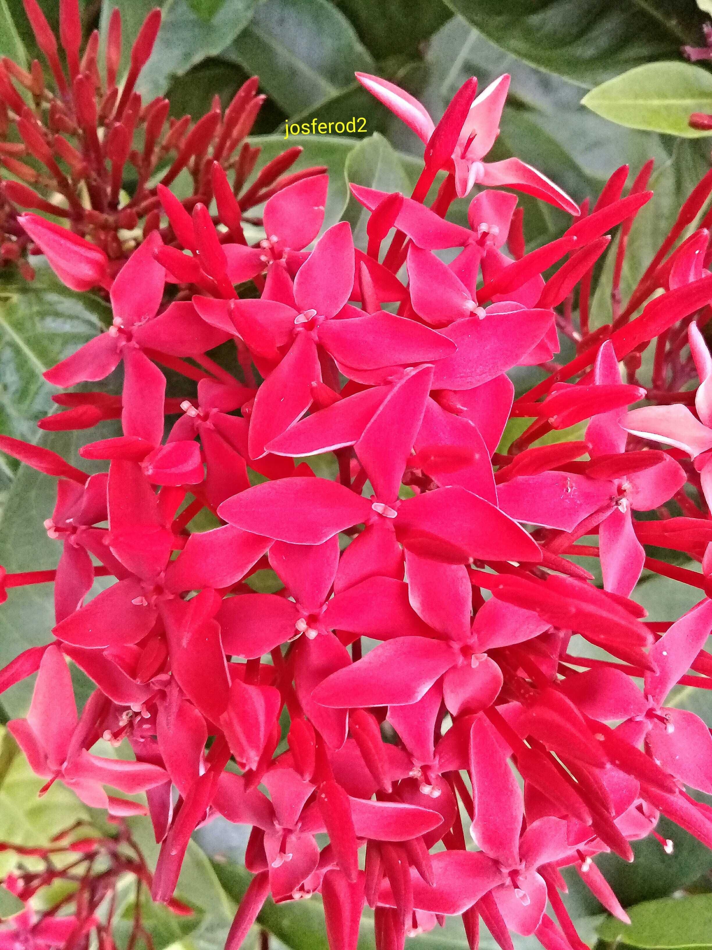 Mydailypost - Macro Shot - Red flowers — Steemit