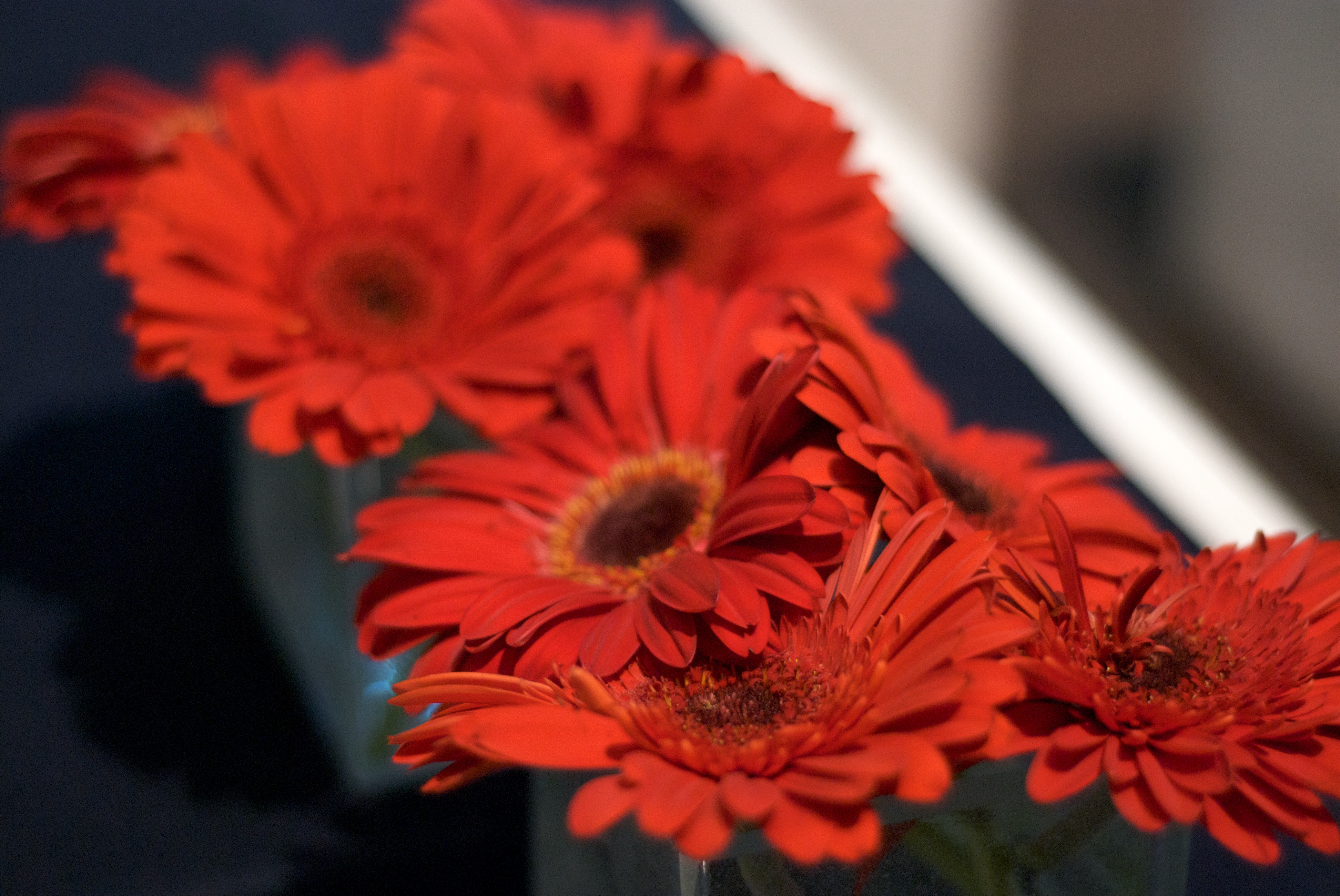 File:Red Flowers.jpg - Wikimedia Commons