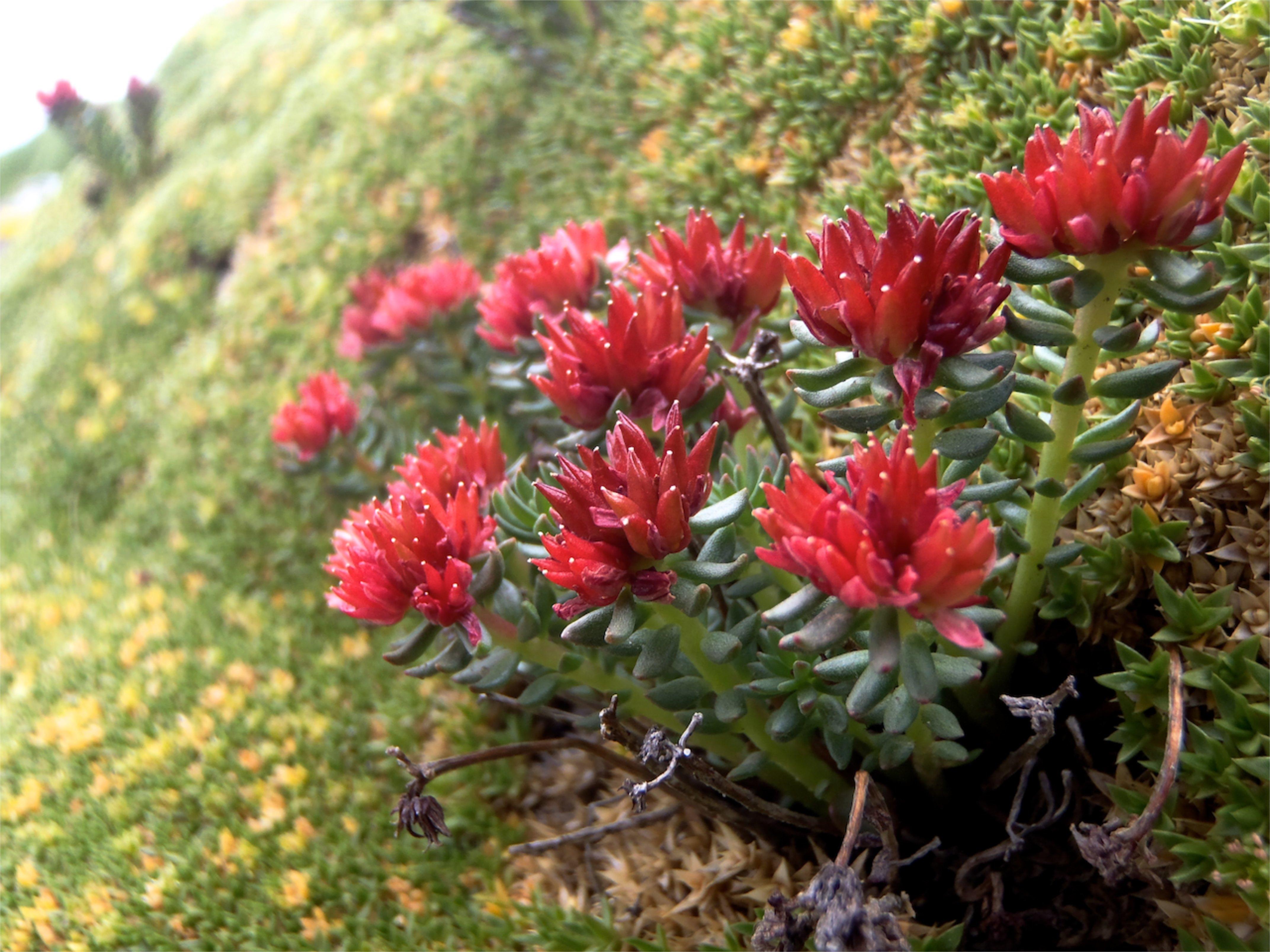 Red flowers in the moss : Photos, Diagrams & Topos : SummitPost