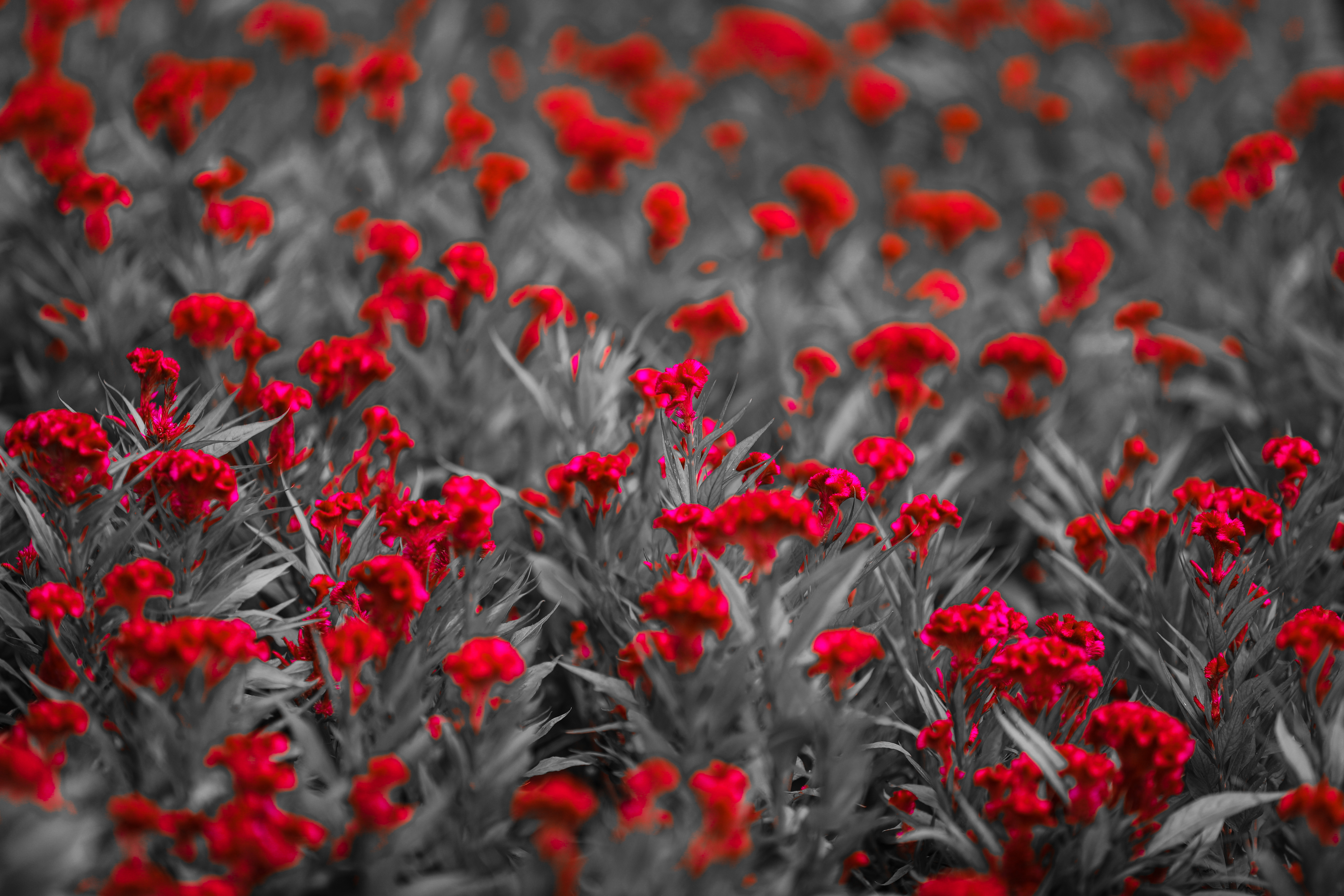 Red Flowers on monochrome field image - Free stock photo - Public ...