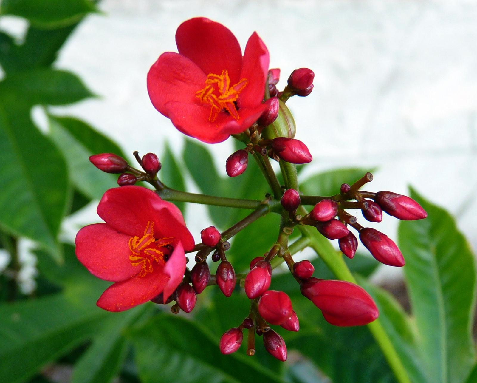 My Florida Backyard: Flowers are Red