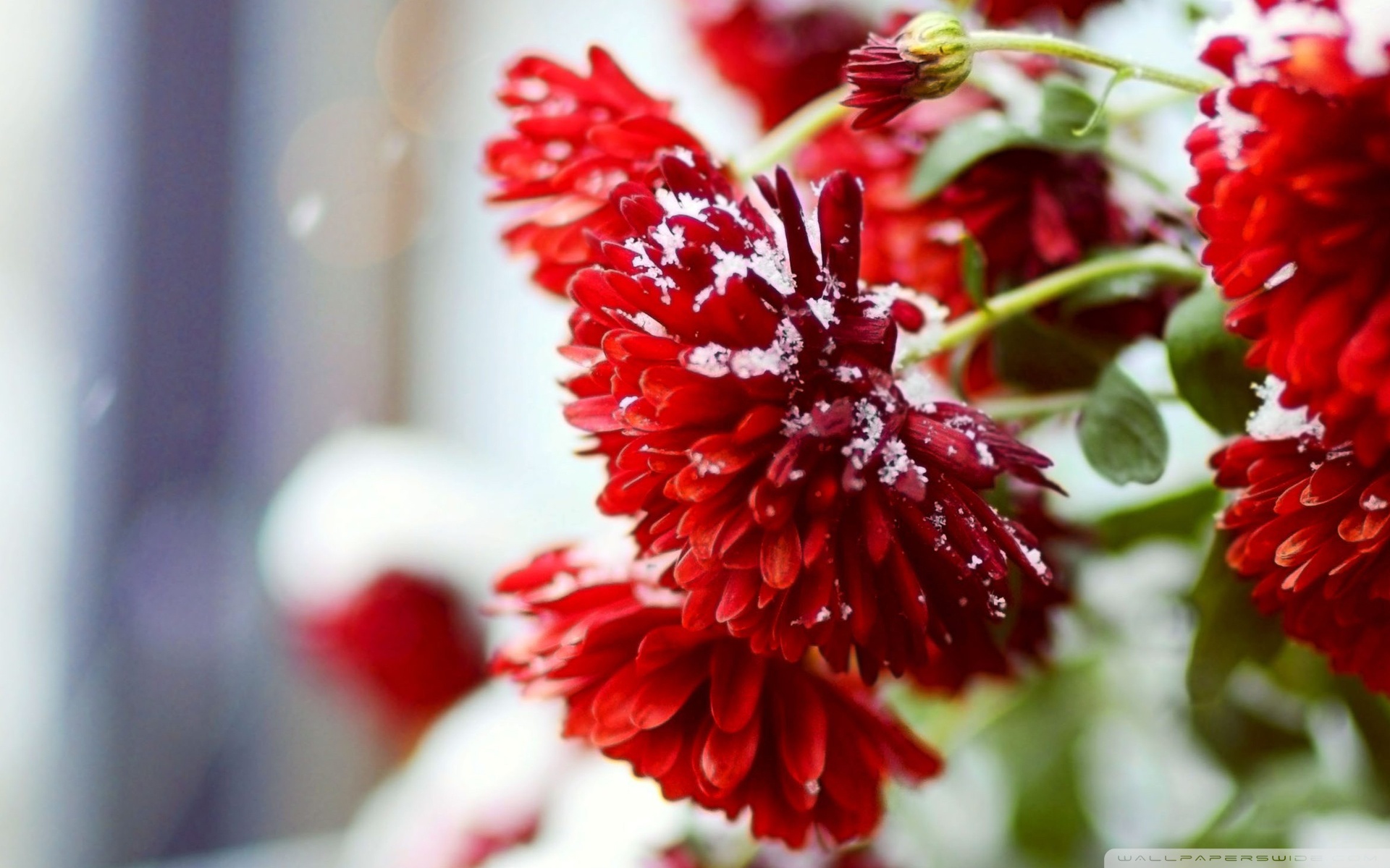 Snow Over Red Flowers ❤ 4K HD Desktop Wallpaper for 4K Ultra HD TV ...
