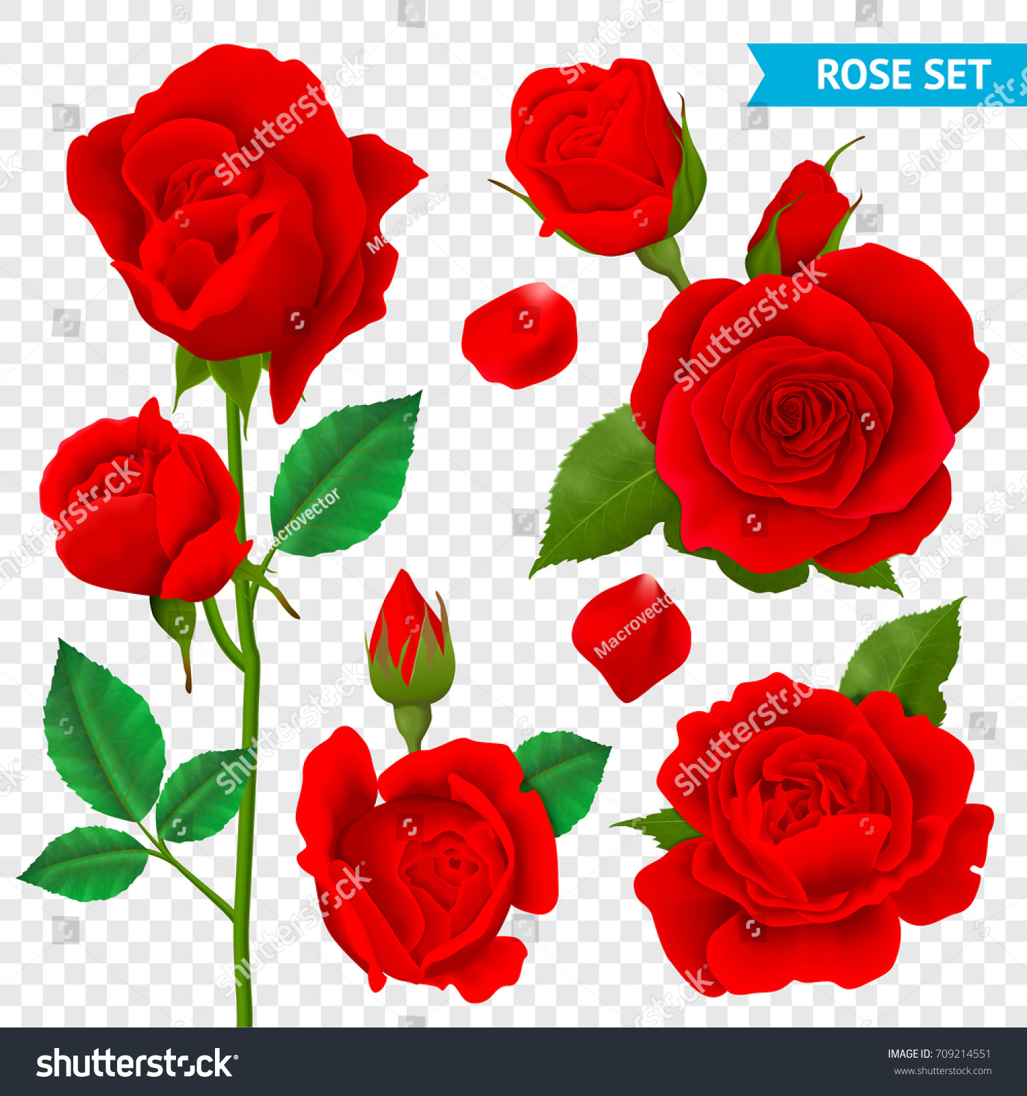 Rose Realistic Transparent Set Red Flowers Stock Vector HD (Royalty ...