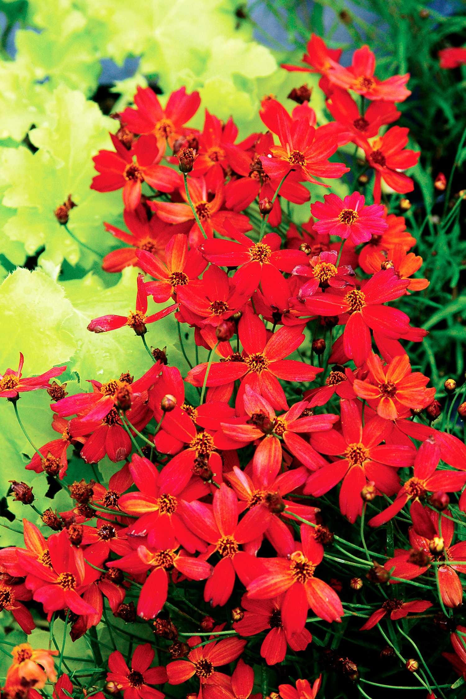 16 Flowers to Paint Your Garden Red - Sunset Magazine