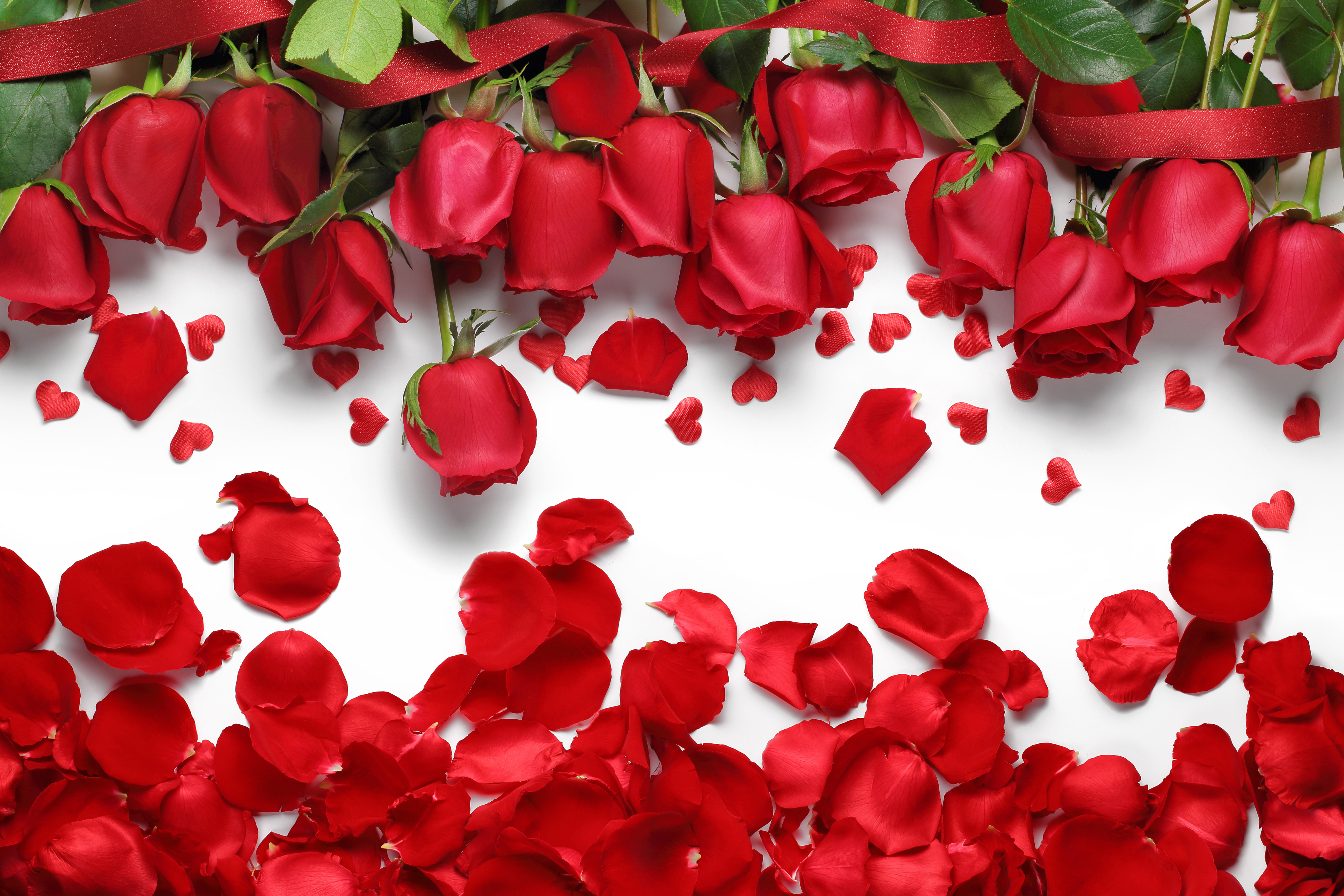 1207 Red Flower HD Wallpapers | Background Images - Wallpaper Abyss