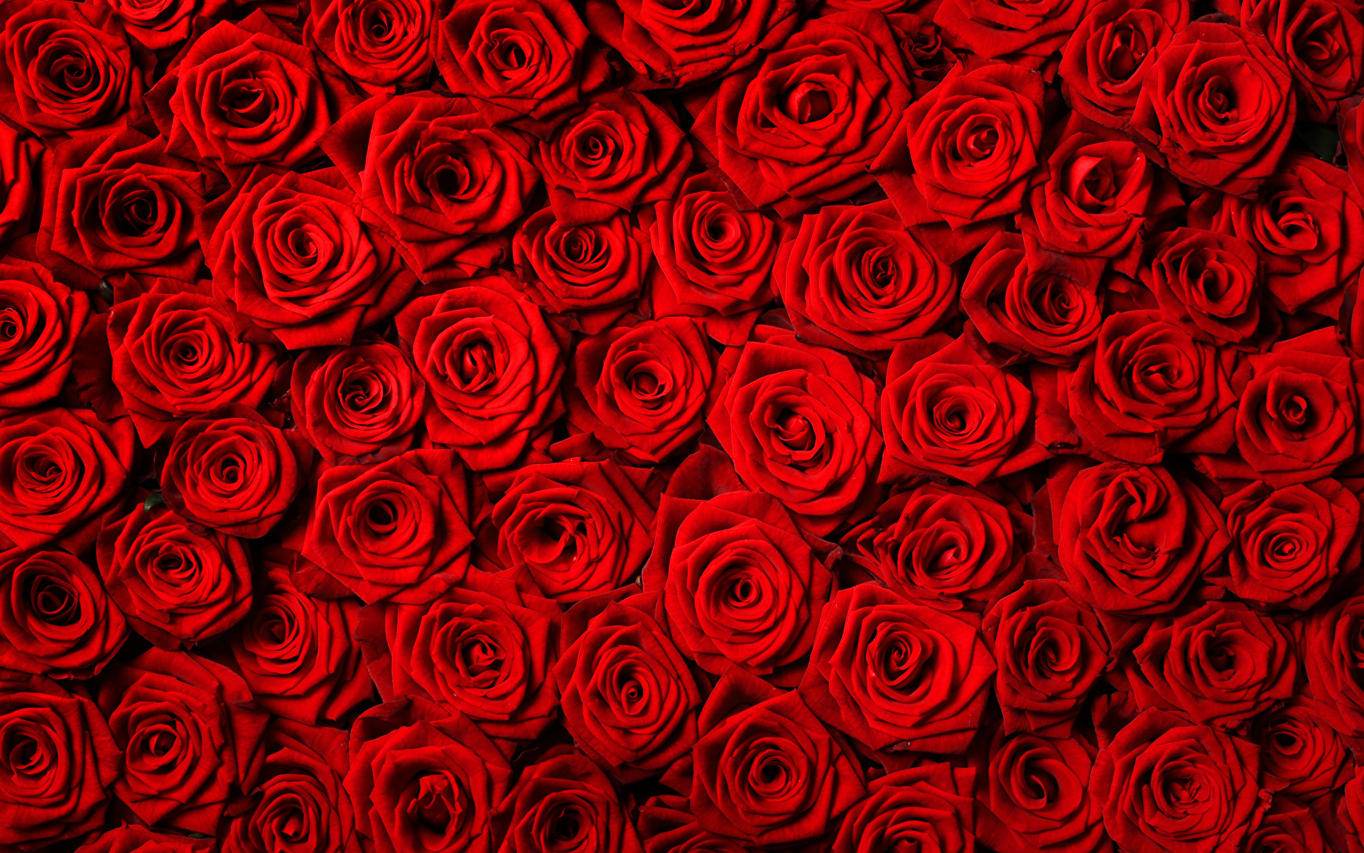 Pictures Texture Red Roses Flowers Many 1920x1200