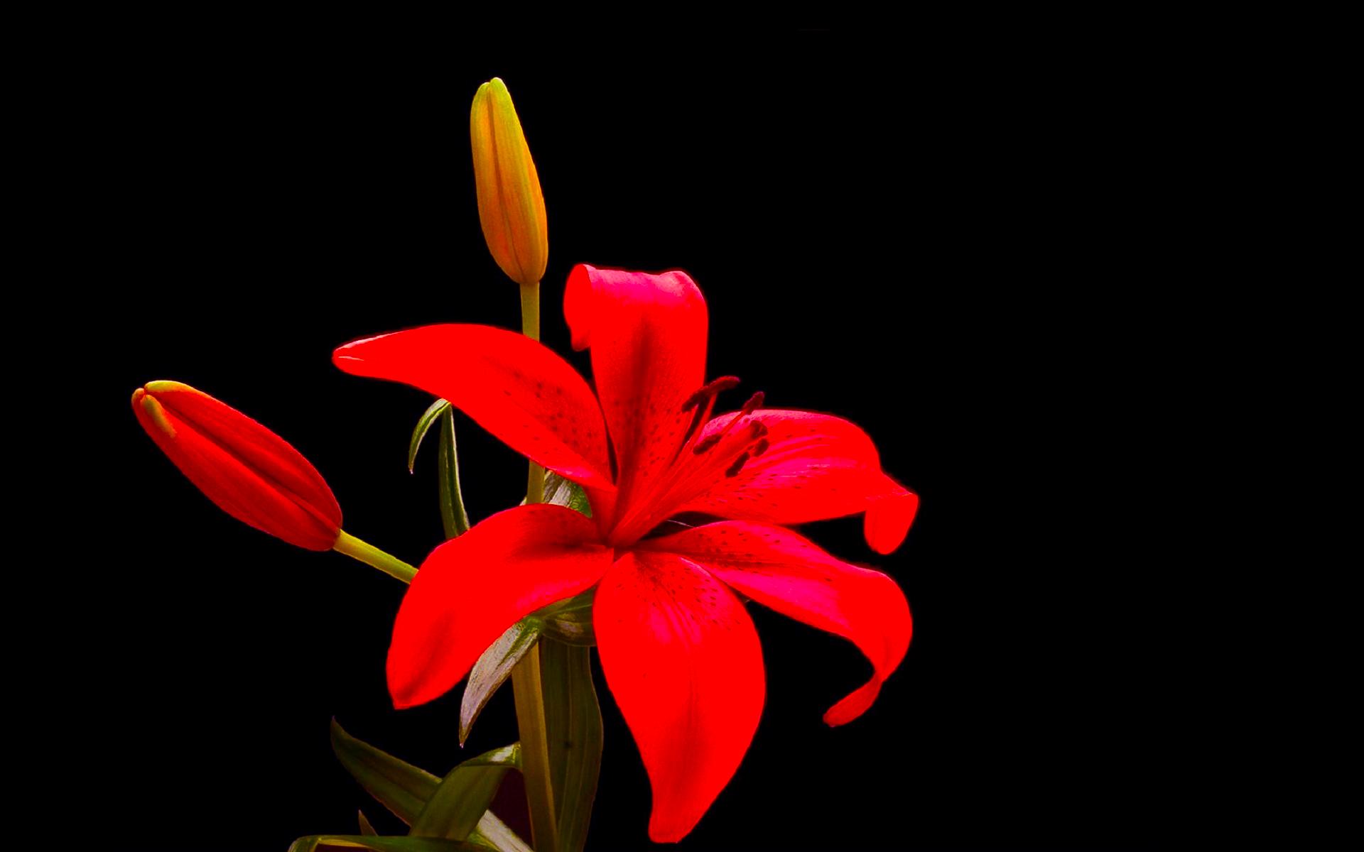 Red flowers photo