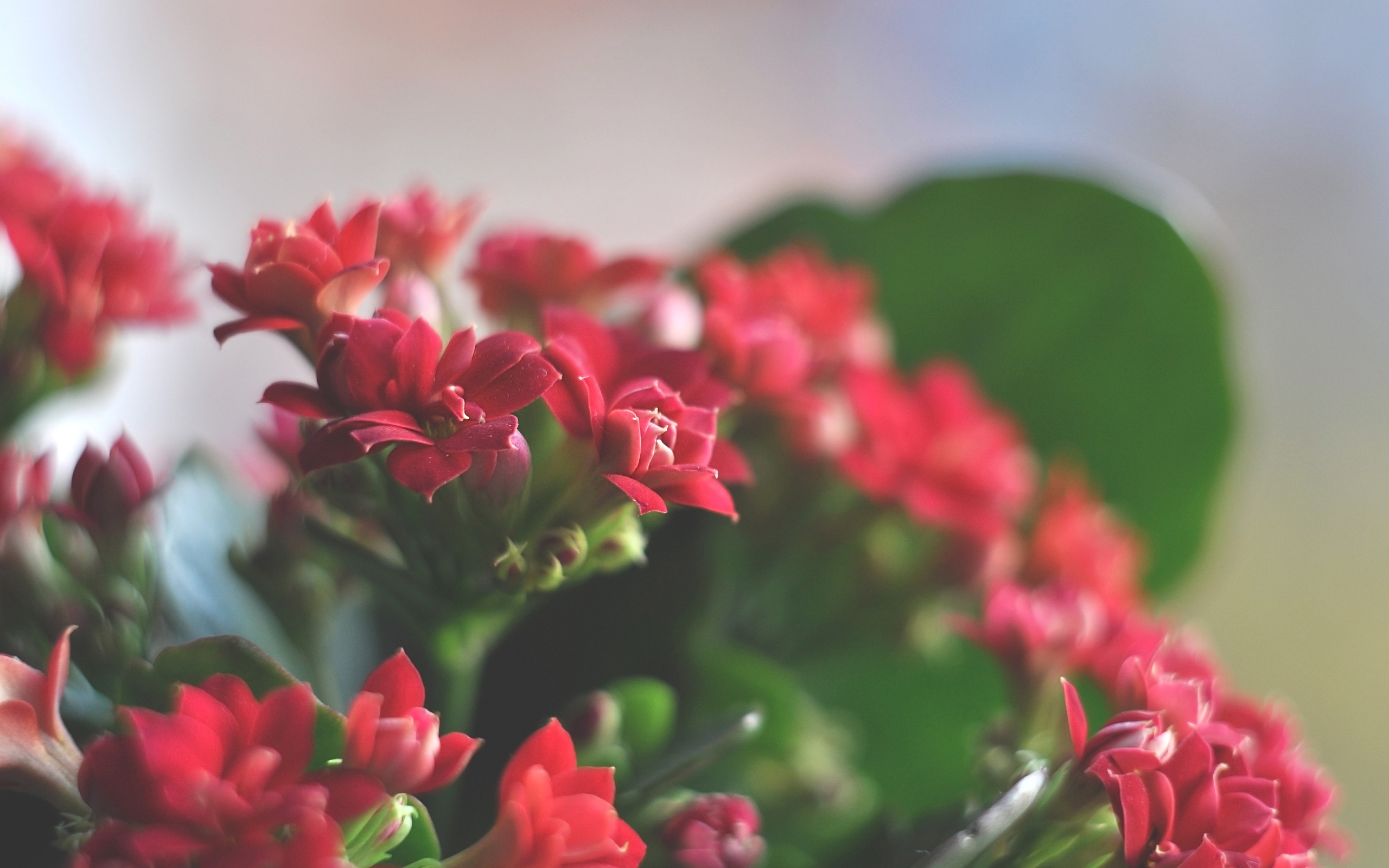 Red flowers wallpaper wallpapers for free download about (3,596 ...