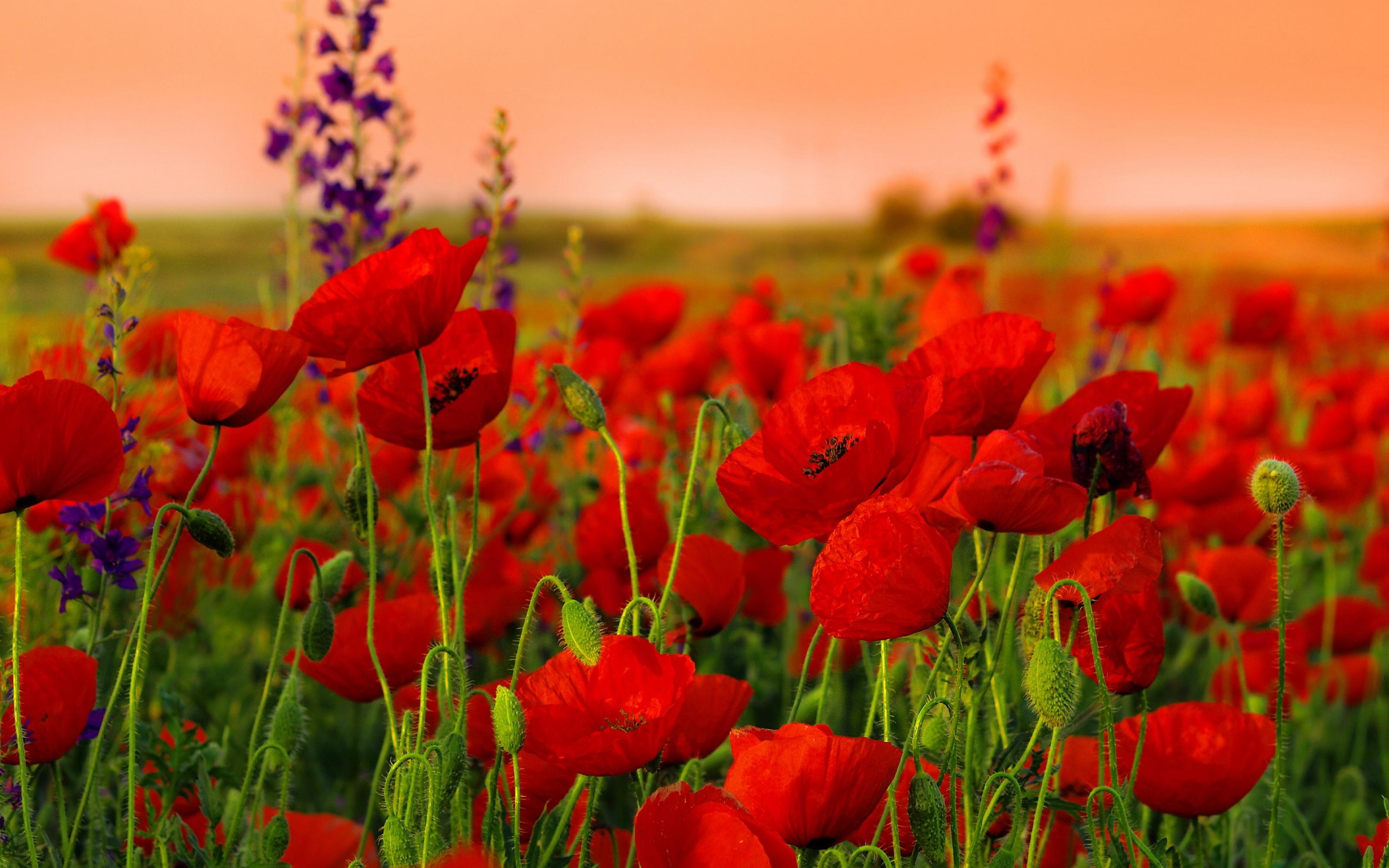 Red Flowers Flowers From Near Full Hd Wallpapers 3200x2000 ...