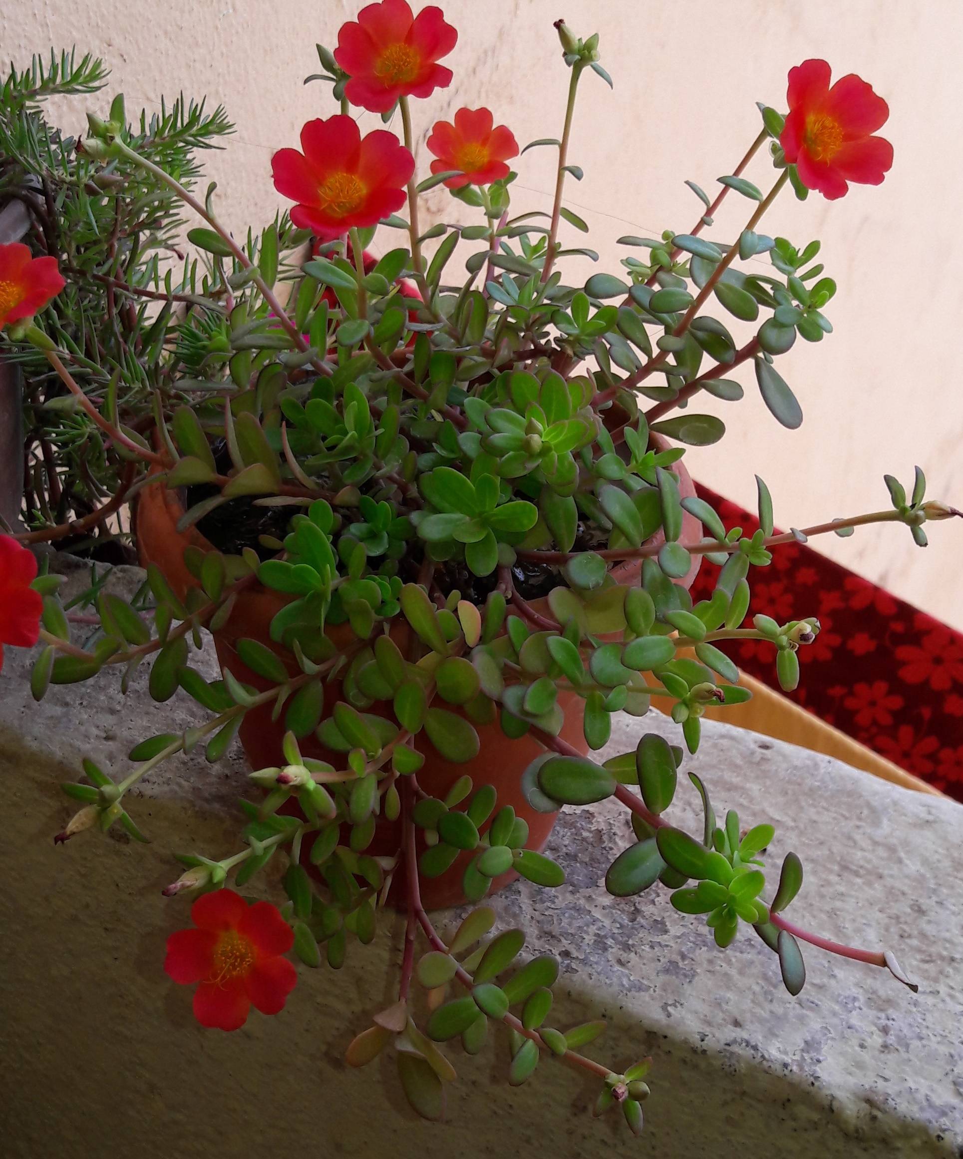 identification - What is this plant that has small red flowers and ...