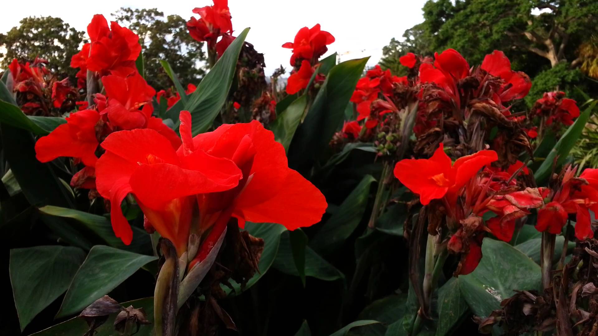 Canna plant Red flowers - canna lily HD 04 - YouTube