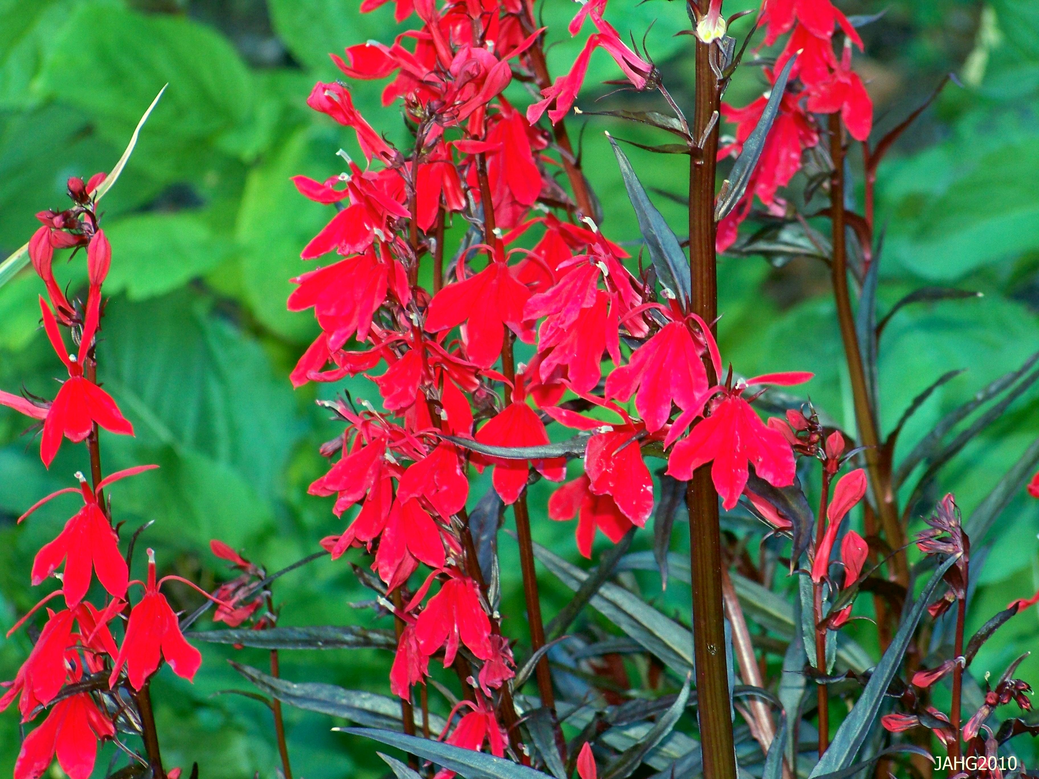 red flowers | Name That Plant