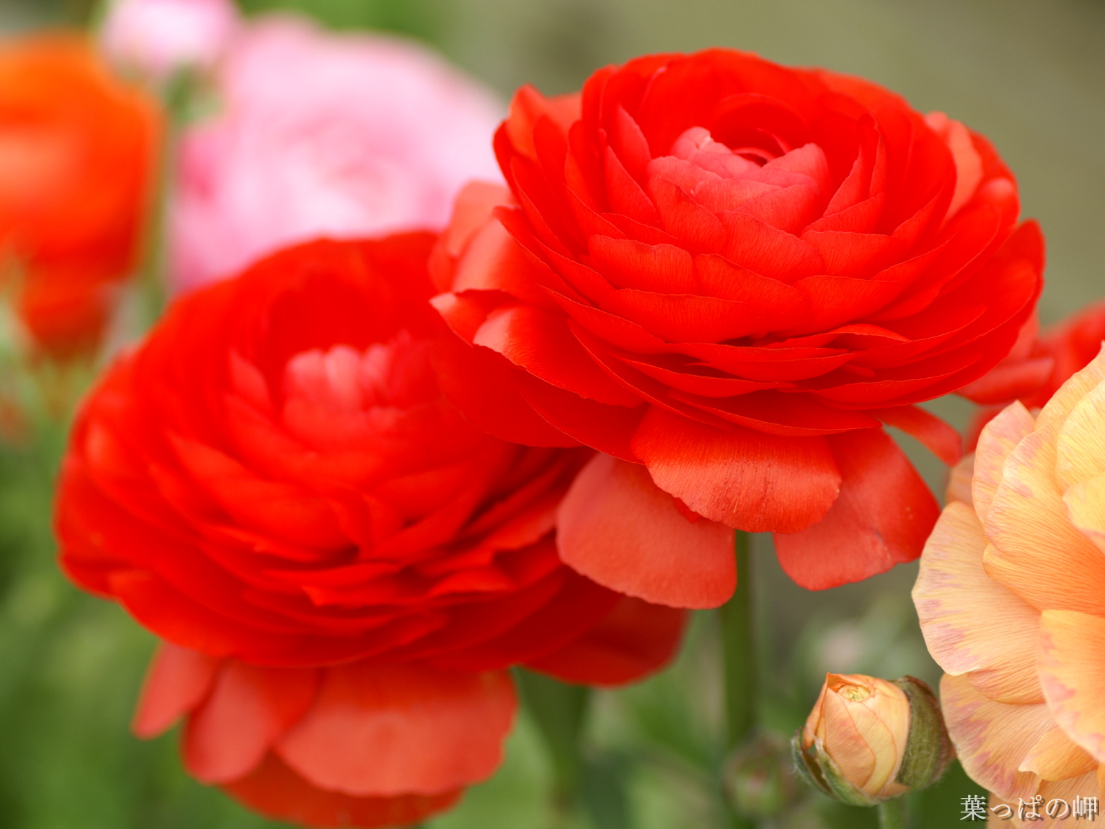 Red Flowers Pictures | HD Wallpapers Pulse